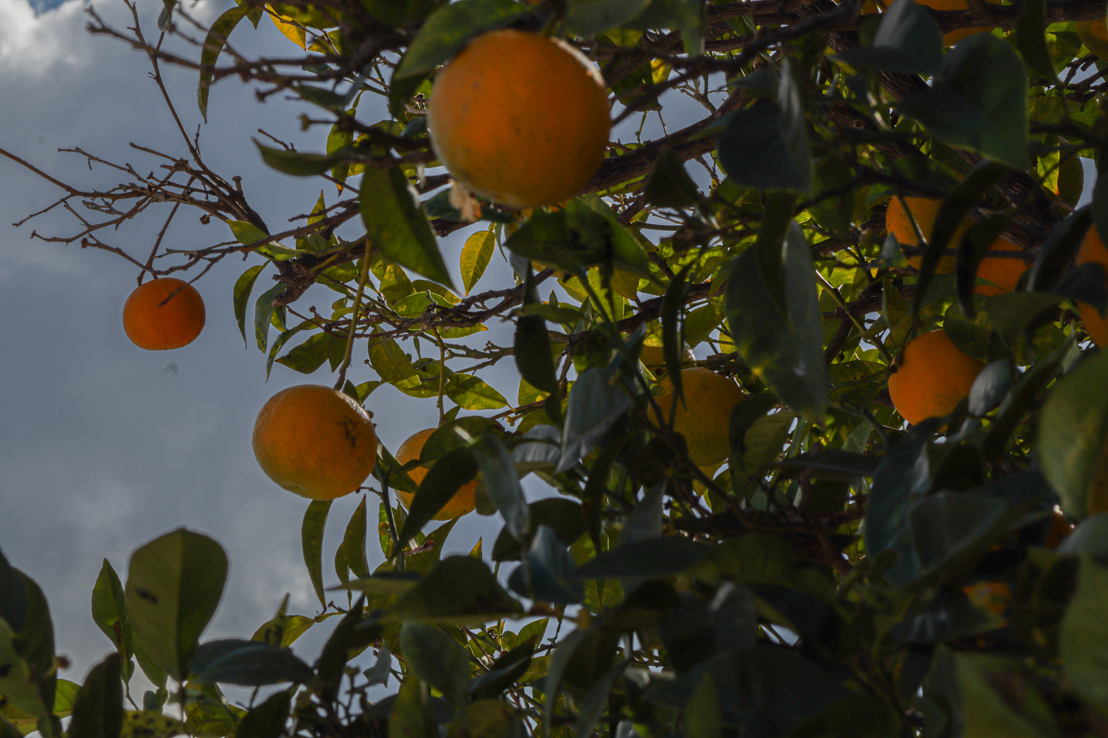 Golden Oranges Beneath a Shadow of Mortality: A Godfather Reflection