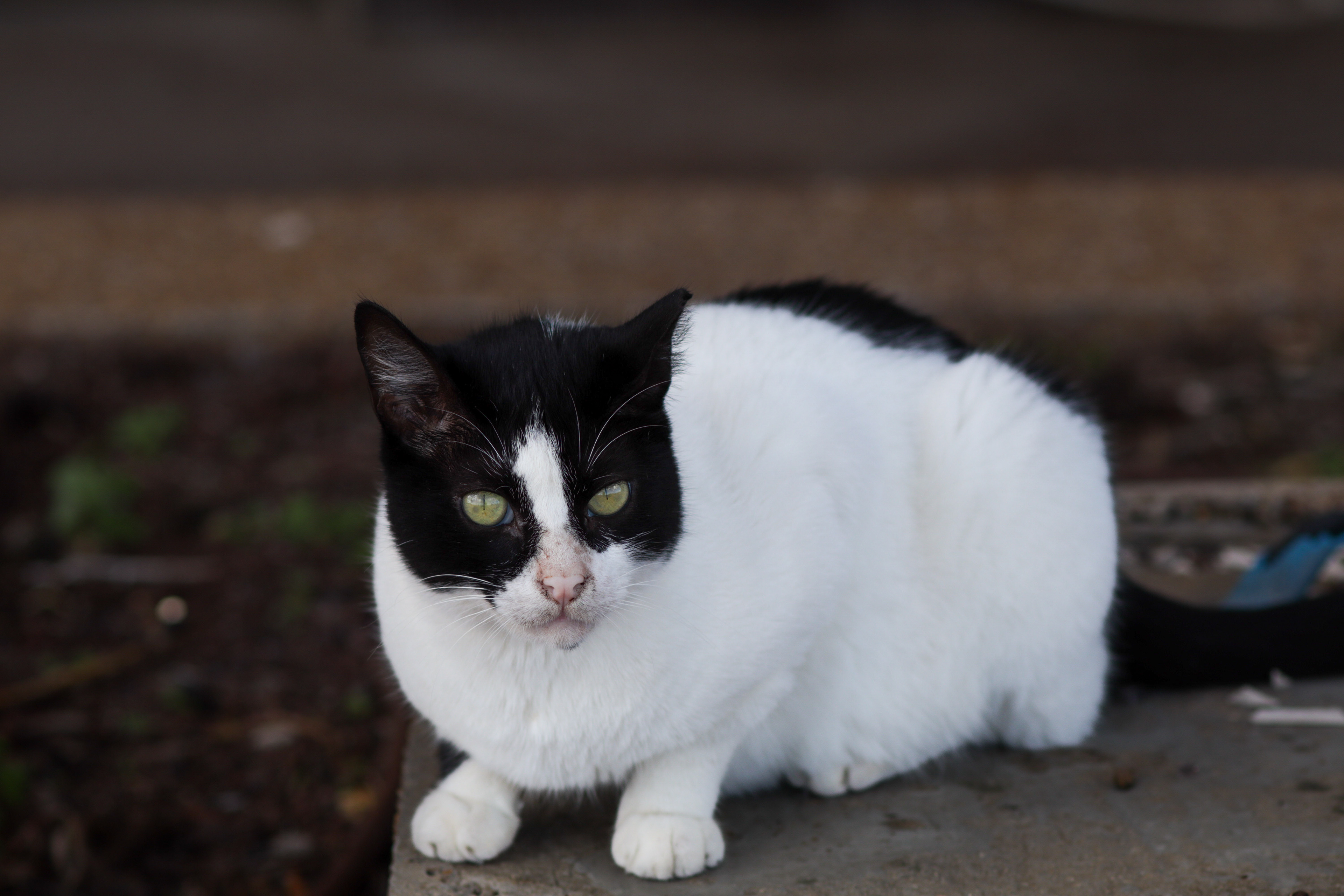 The Tuxedo Cat