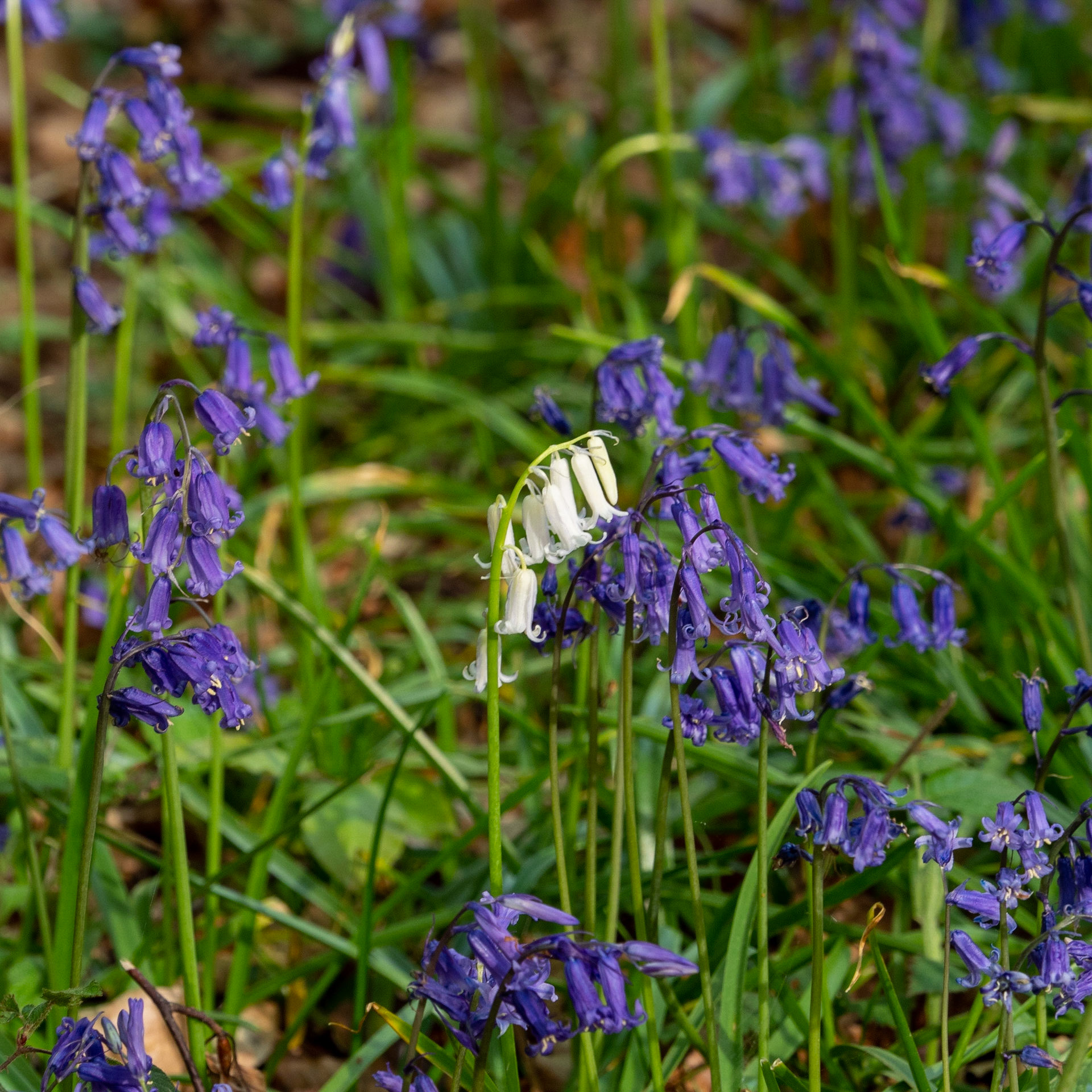 The Dover, W..Sussex #10