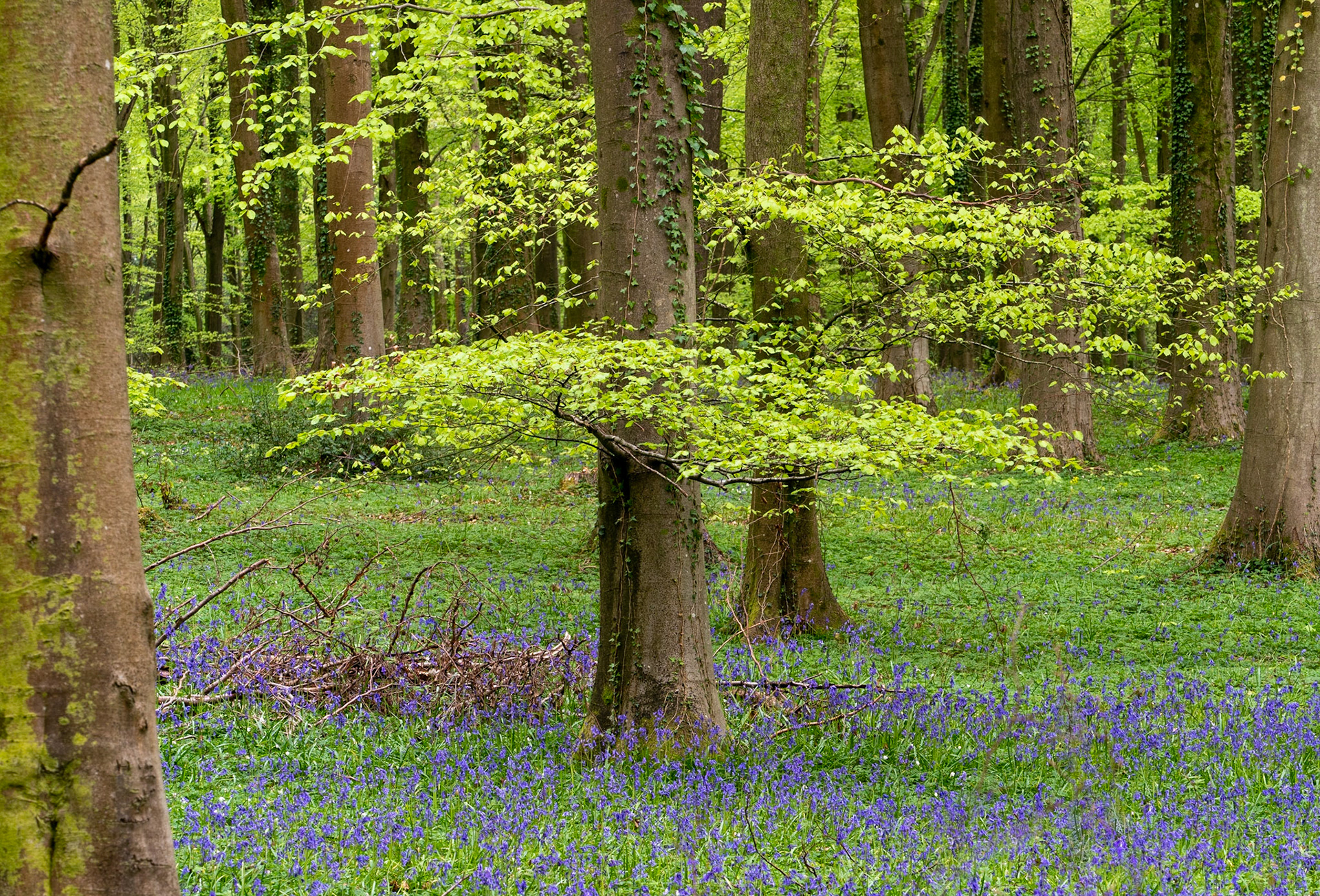 The Dover, W..Sussex #1