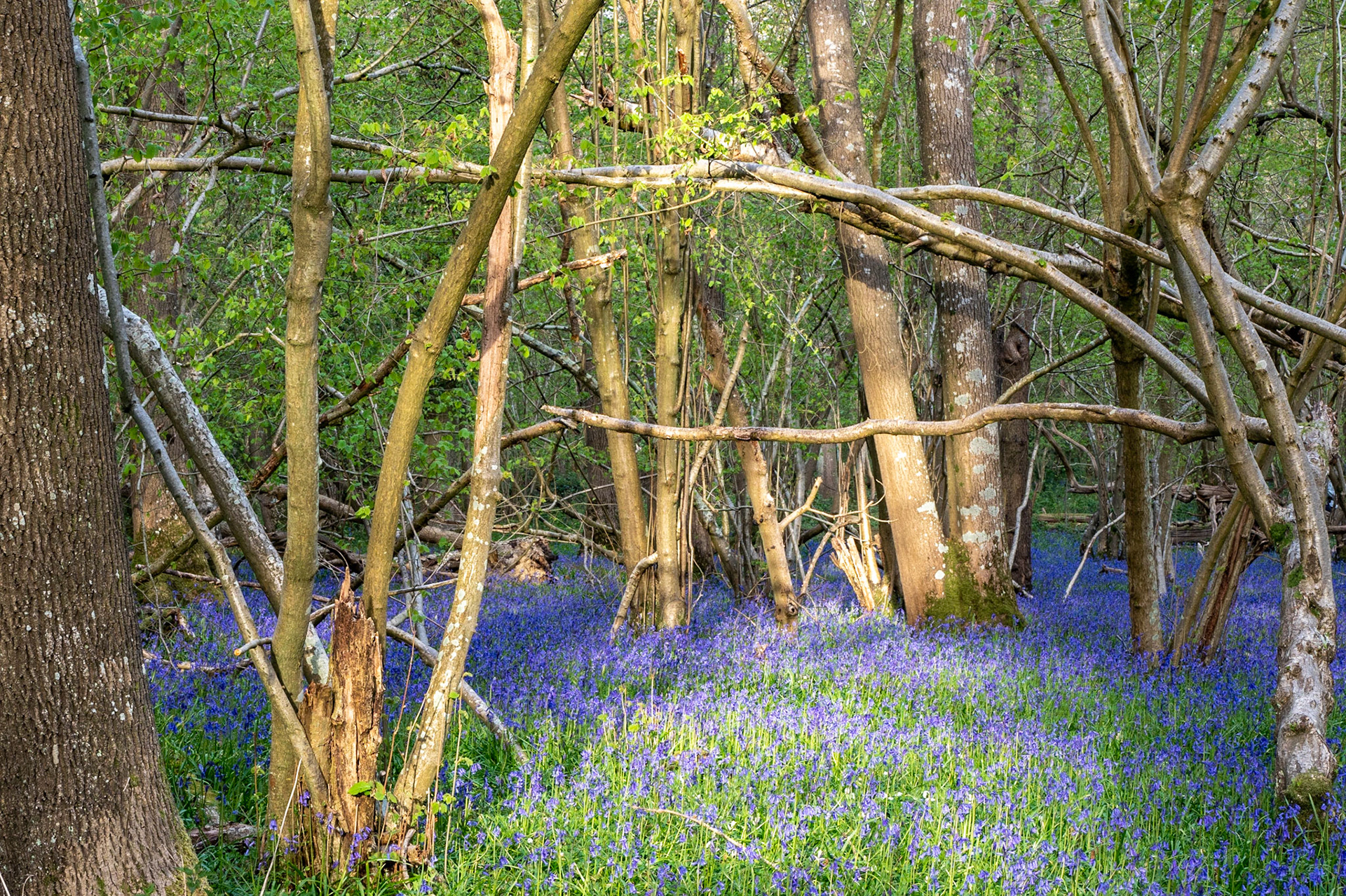 Spithandle Lane #5