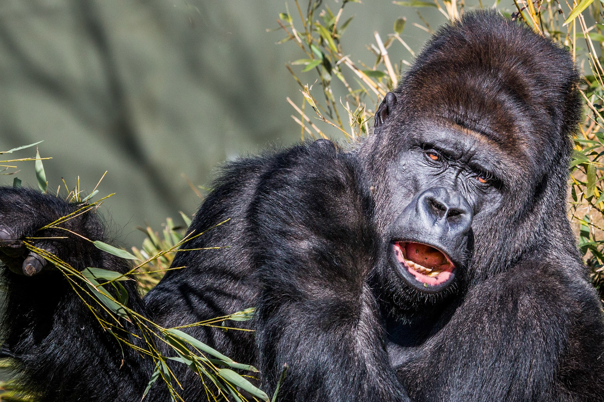 Gorilla at Durrell Wildlife, Jersey