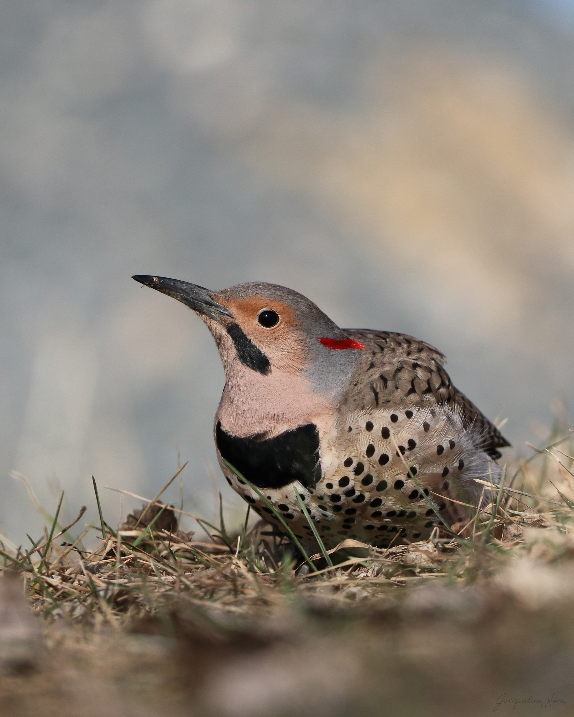 Northern Flicker