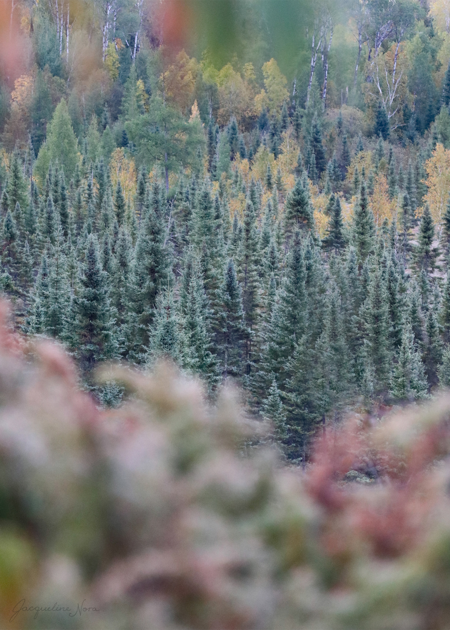 Autumn Overlook