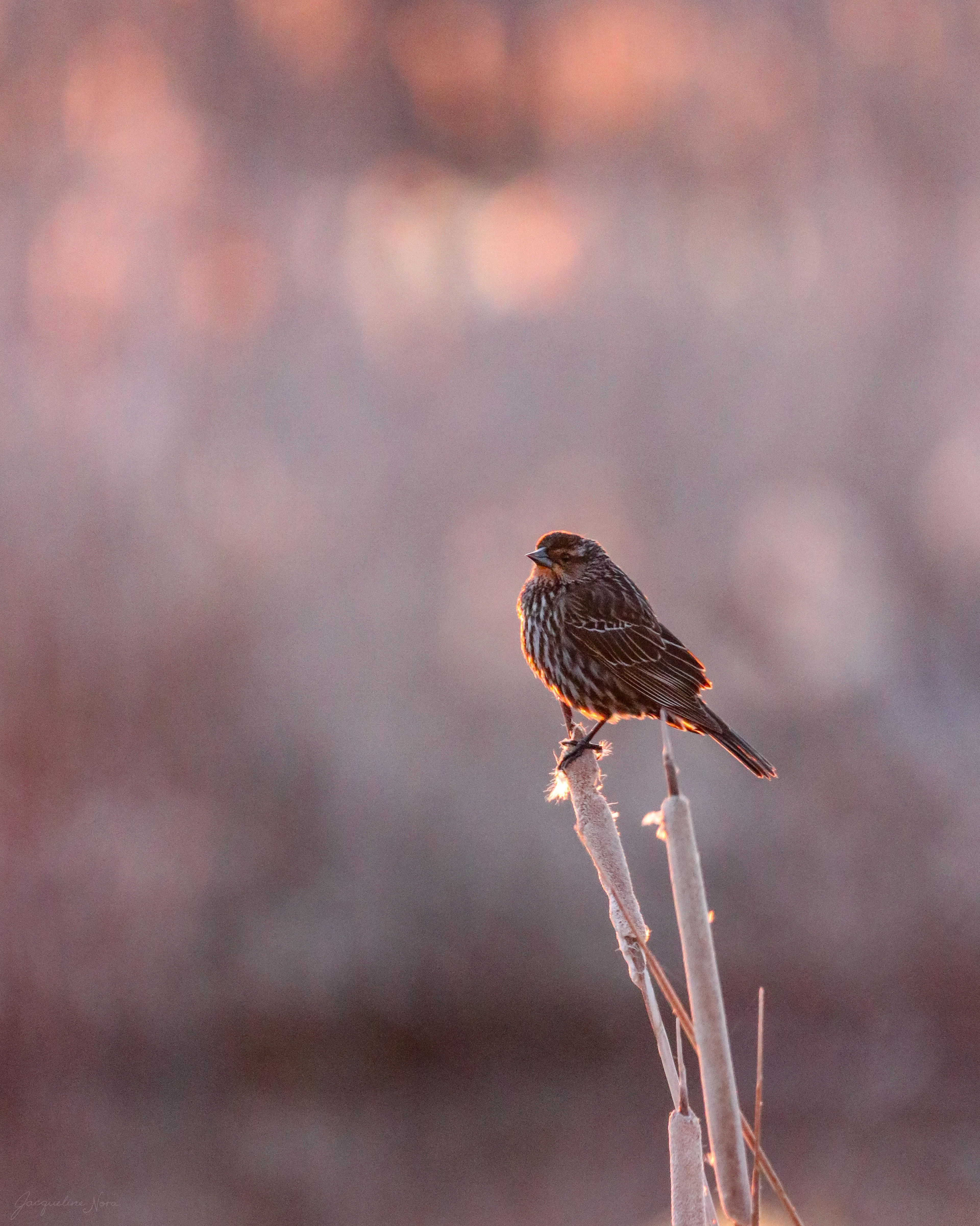 Morning in the Marsh