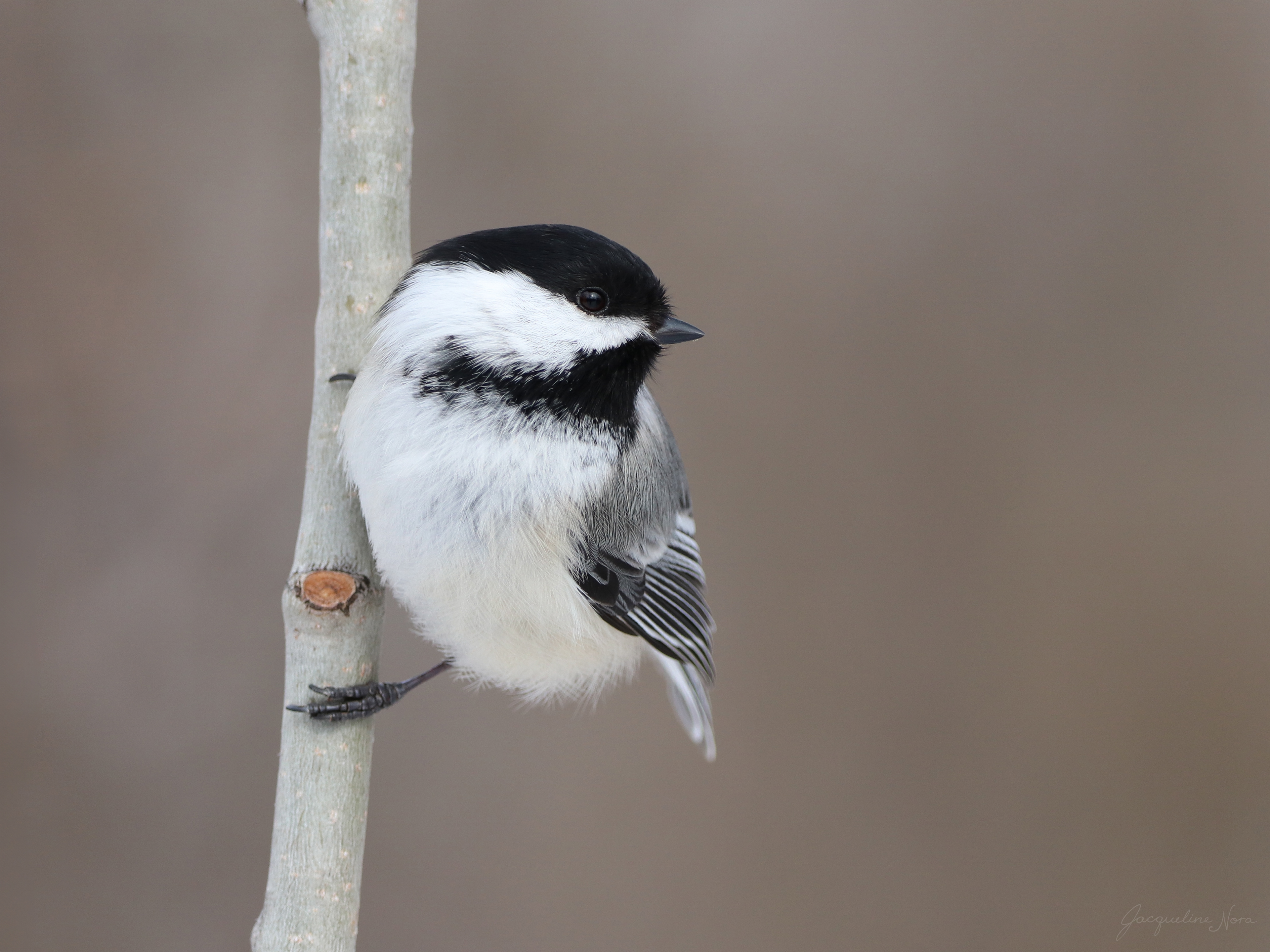 Black-Capped Chickadee