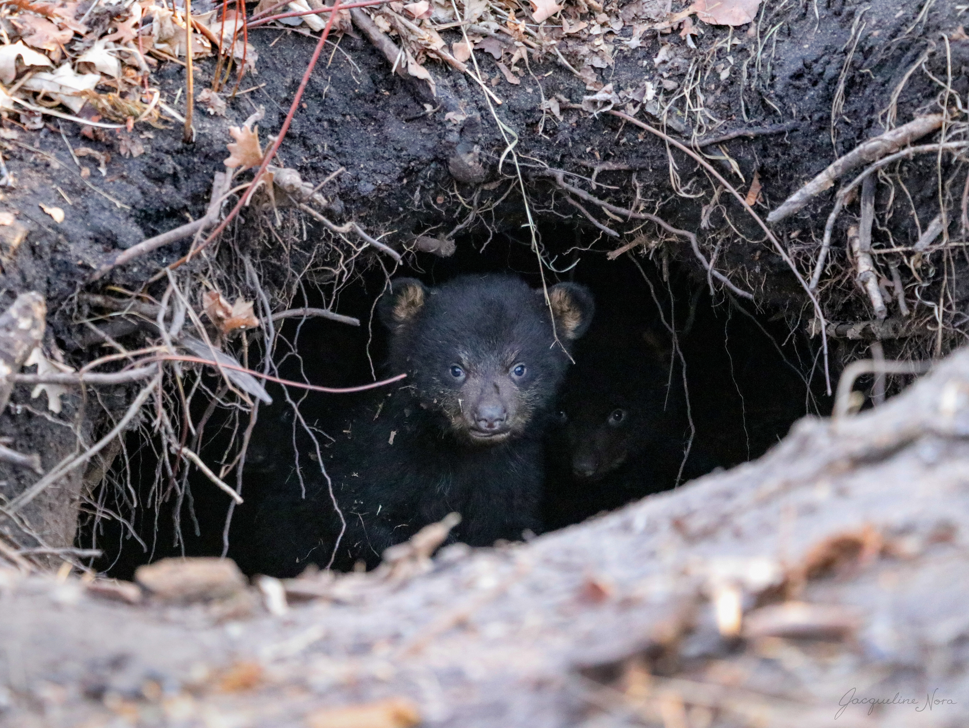 Black Bear Den