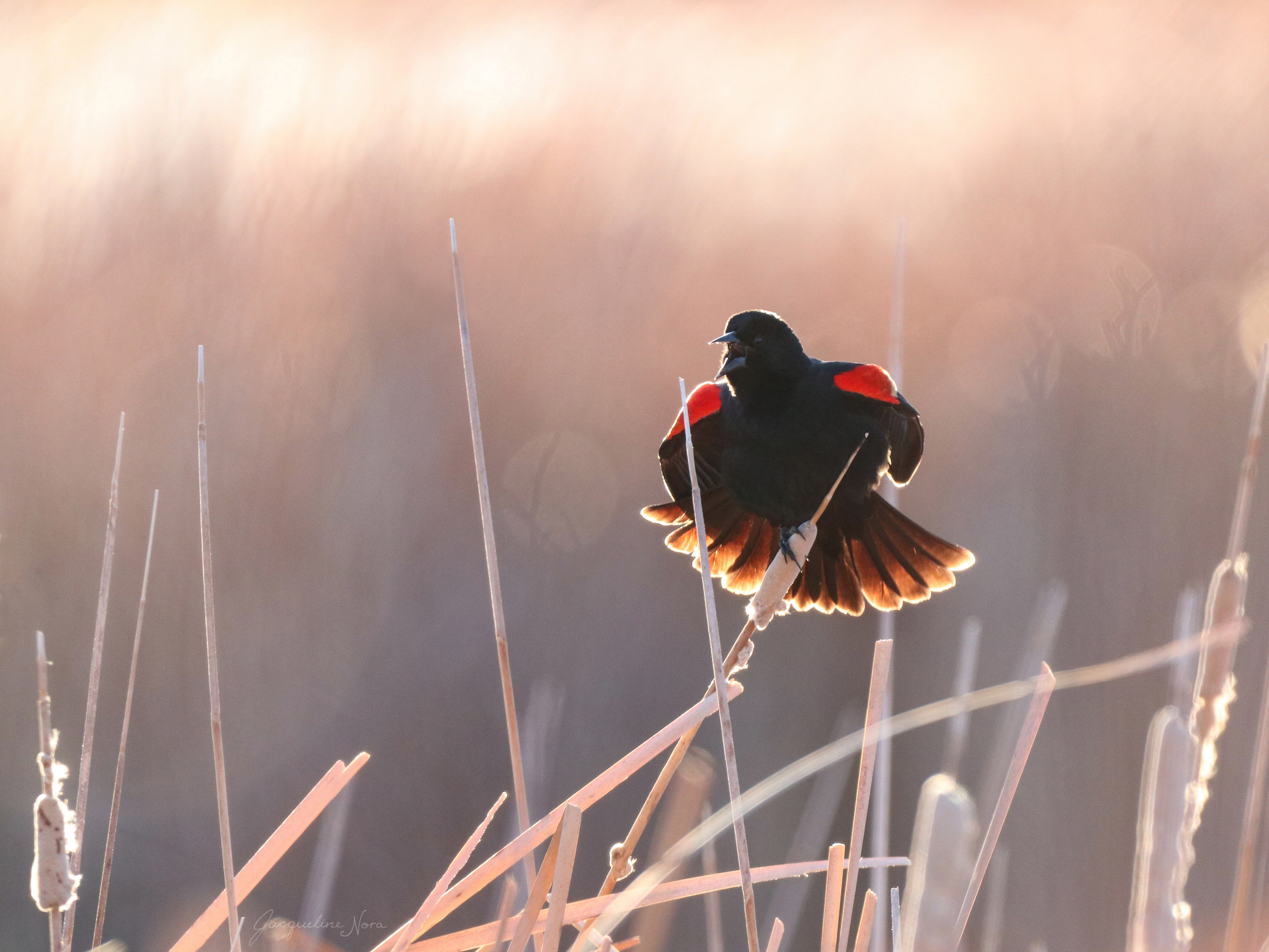 Marsh Song