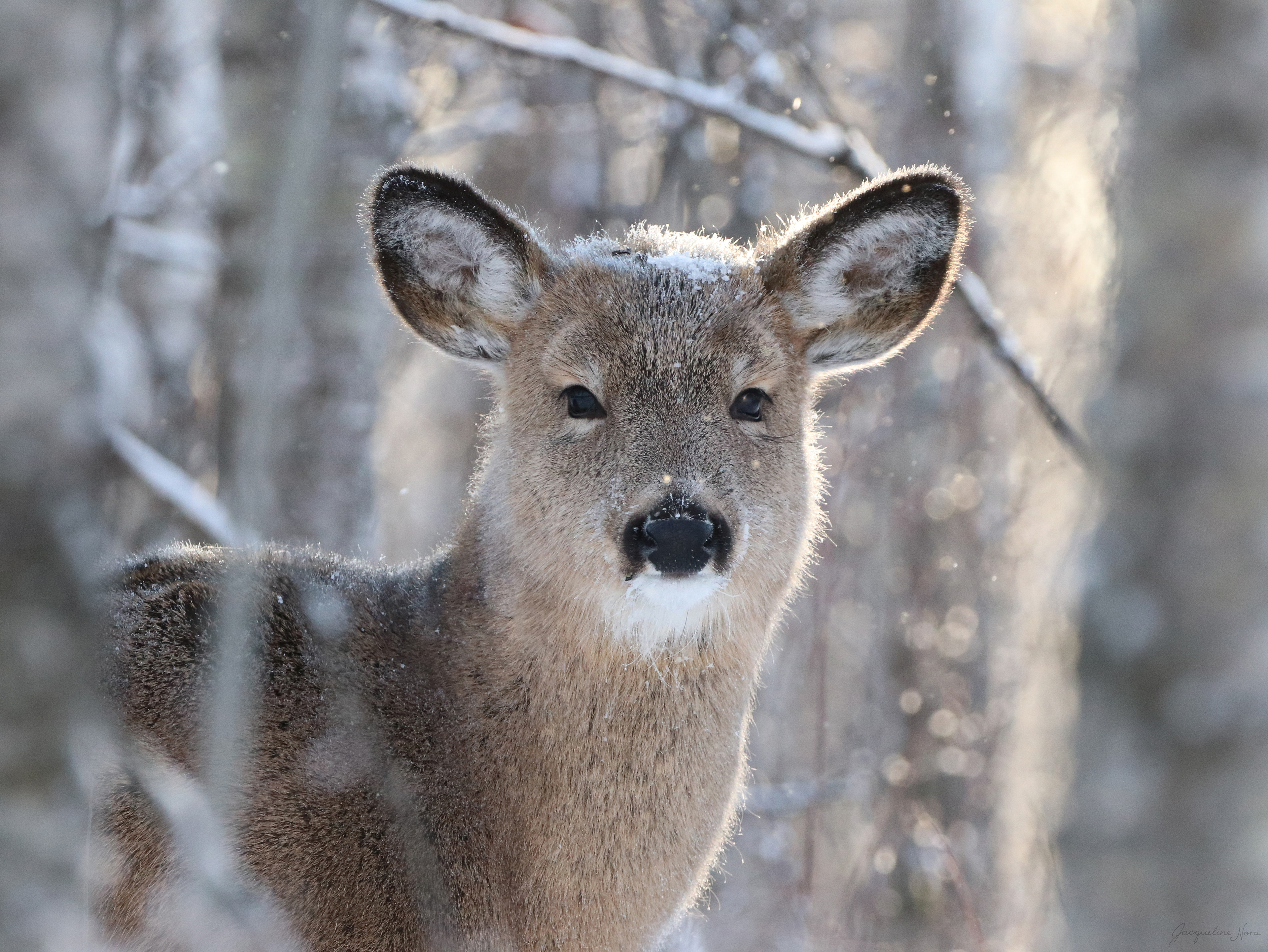 Snowy Doe