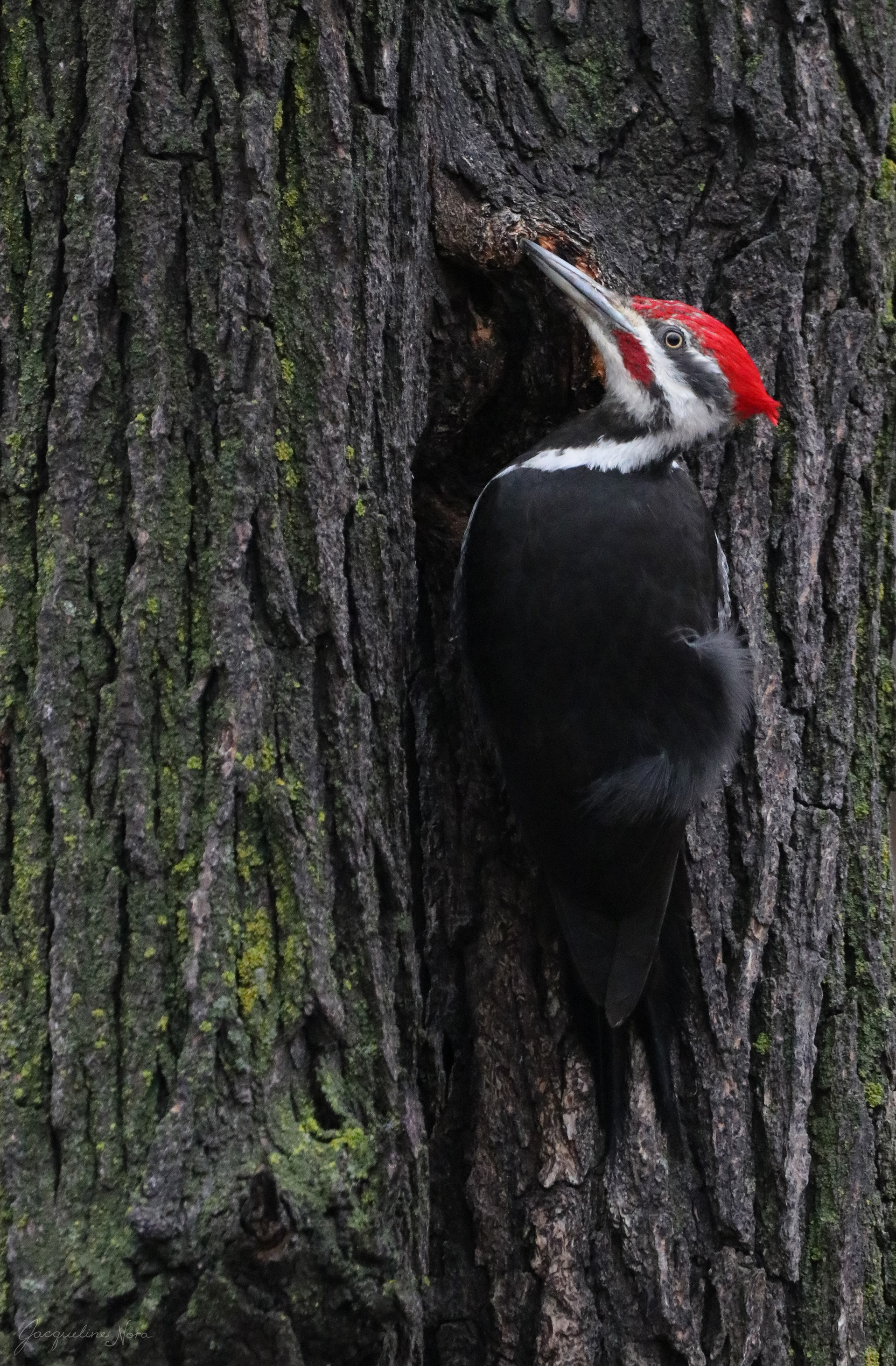 Pileated Woodpecker