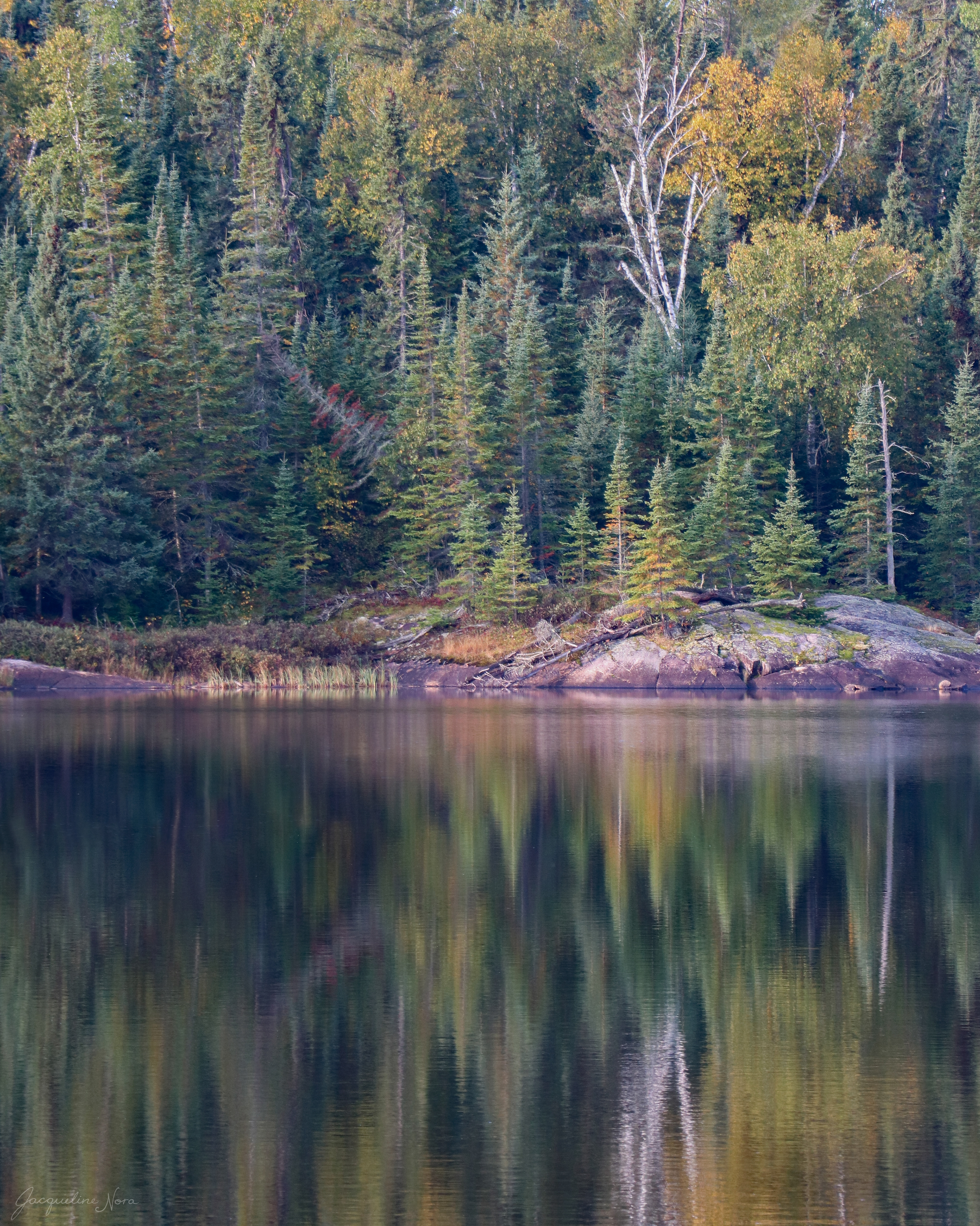Forest Reflection