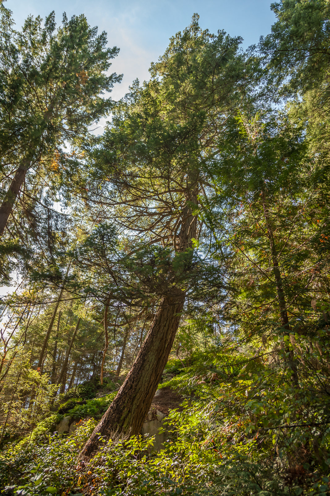 Lighthouse Park, West Vancouver