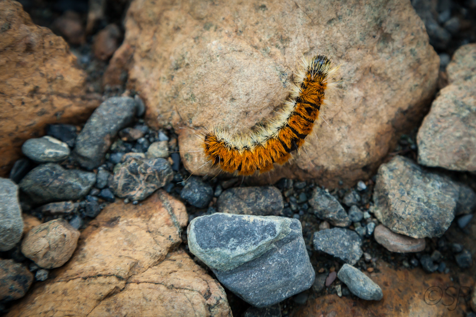 The Tablelands, Gros Morne National Park
