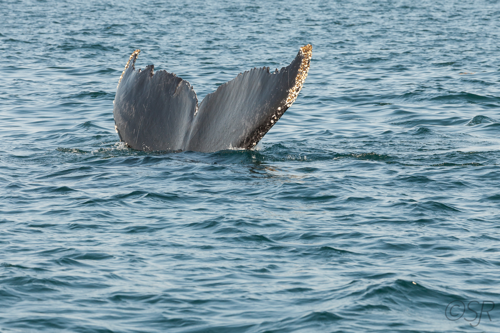 Whale watching in the Bay of Fundy