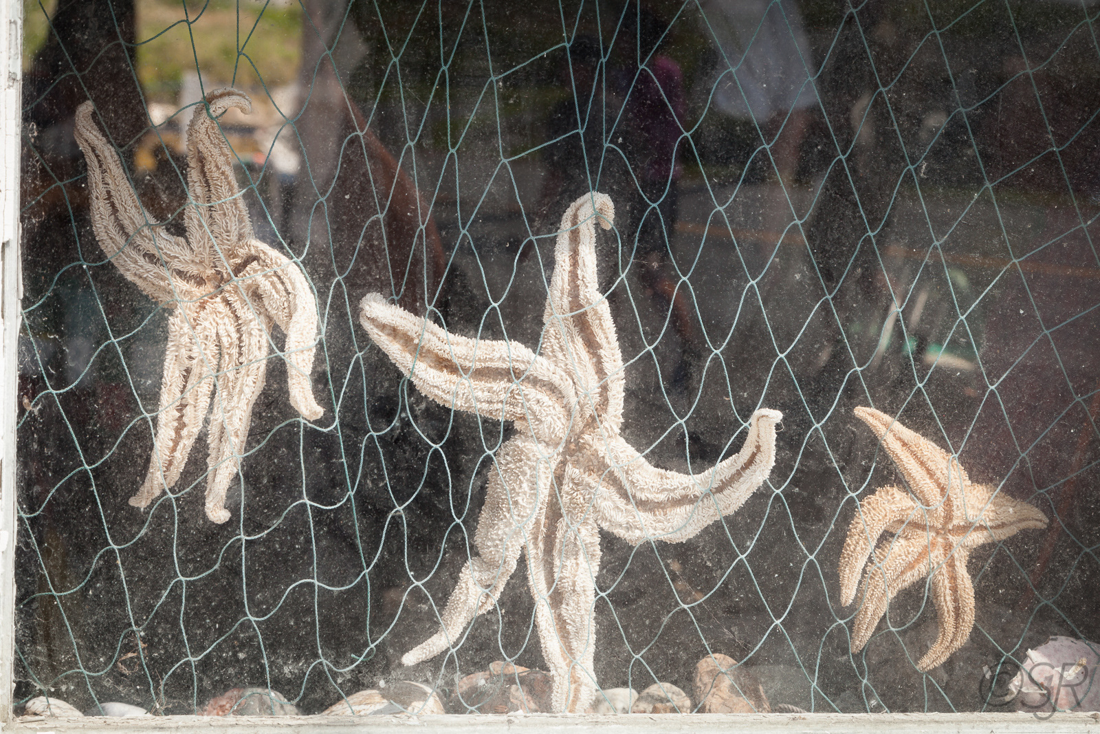 The Buoy Shack in Peggy's Cove, NS