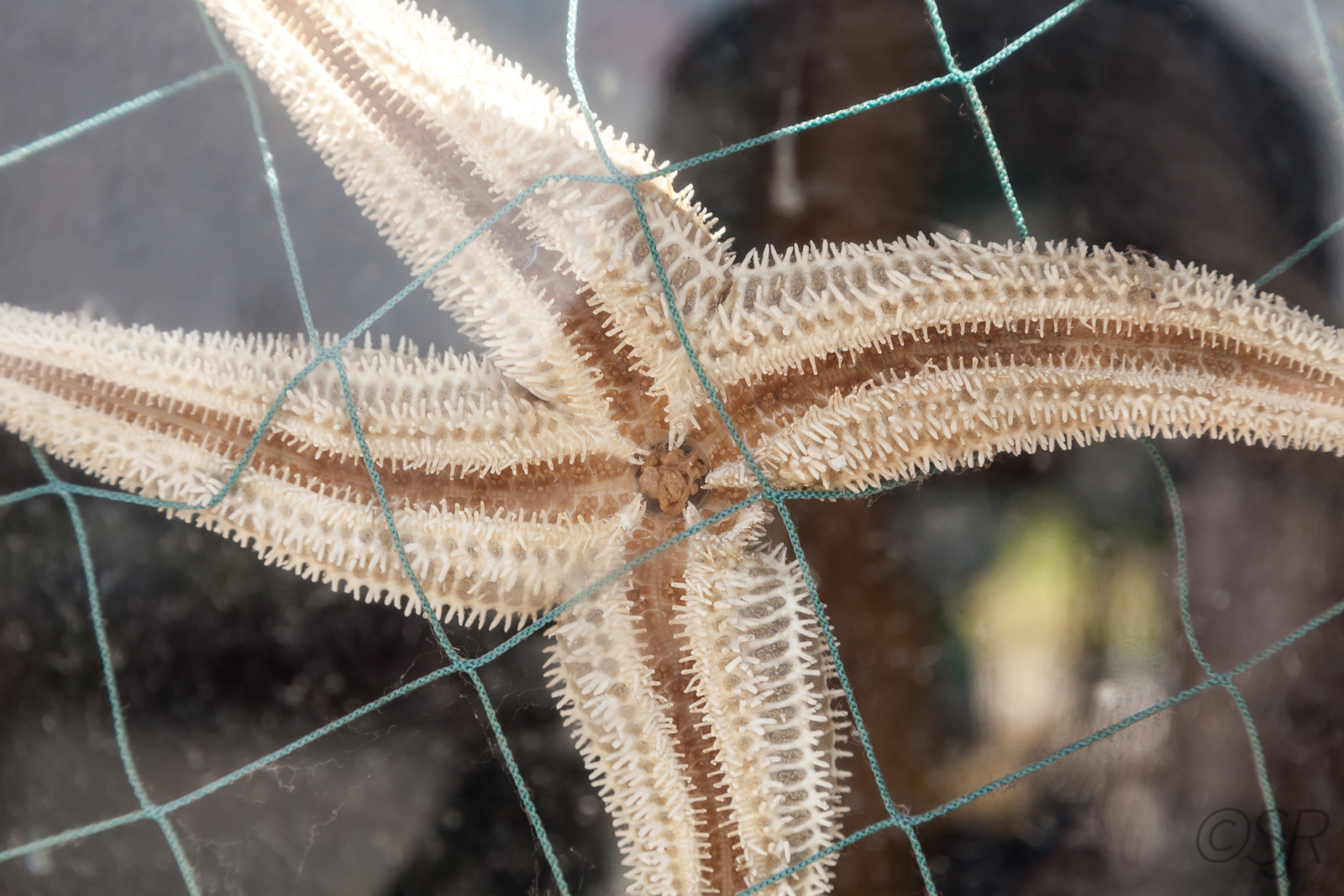 The Buoy Shack in Peggy's Cove, NS