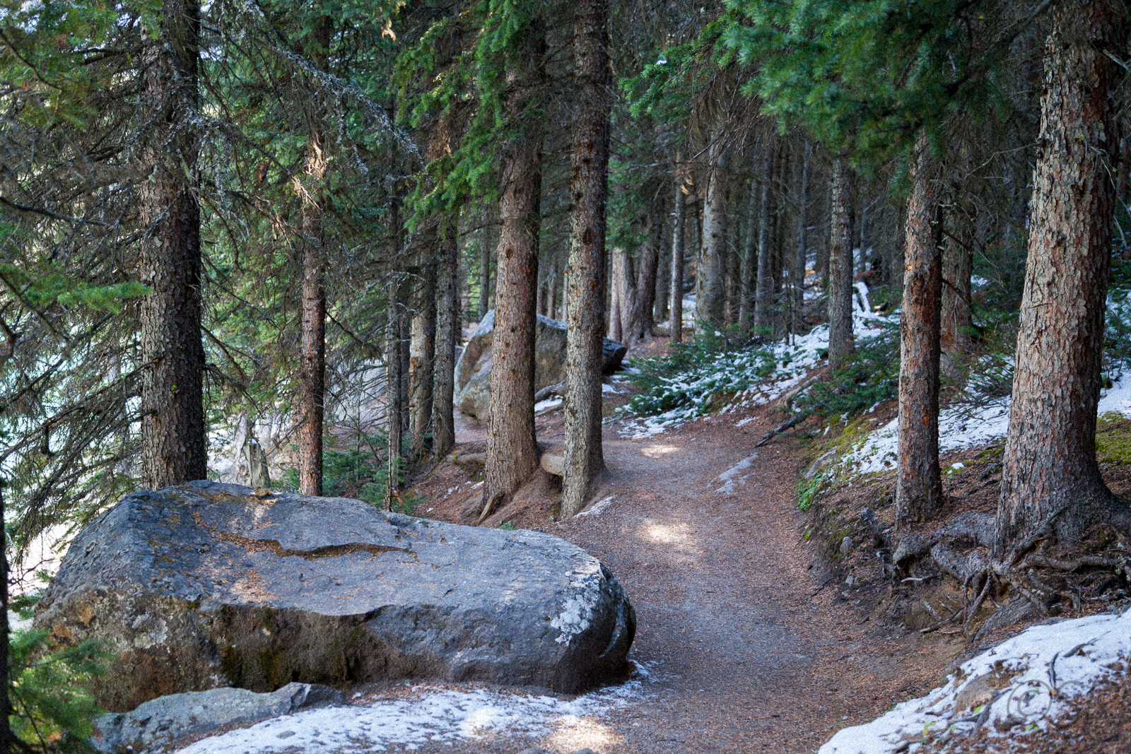 Moraine Lake trail
