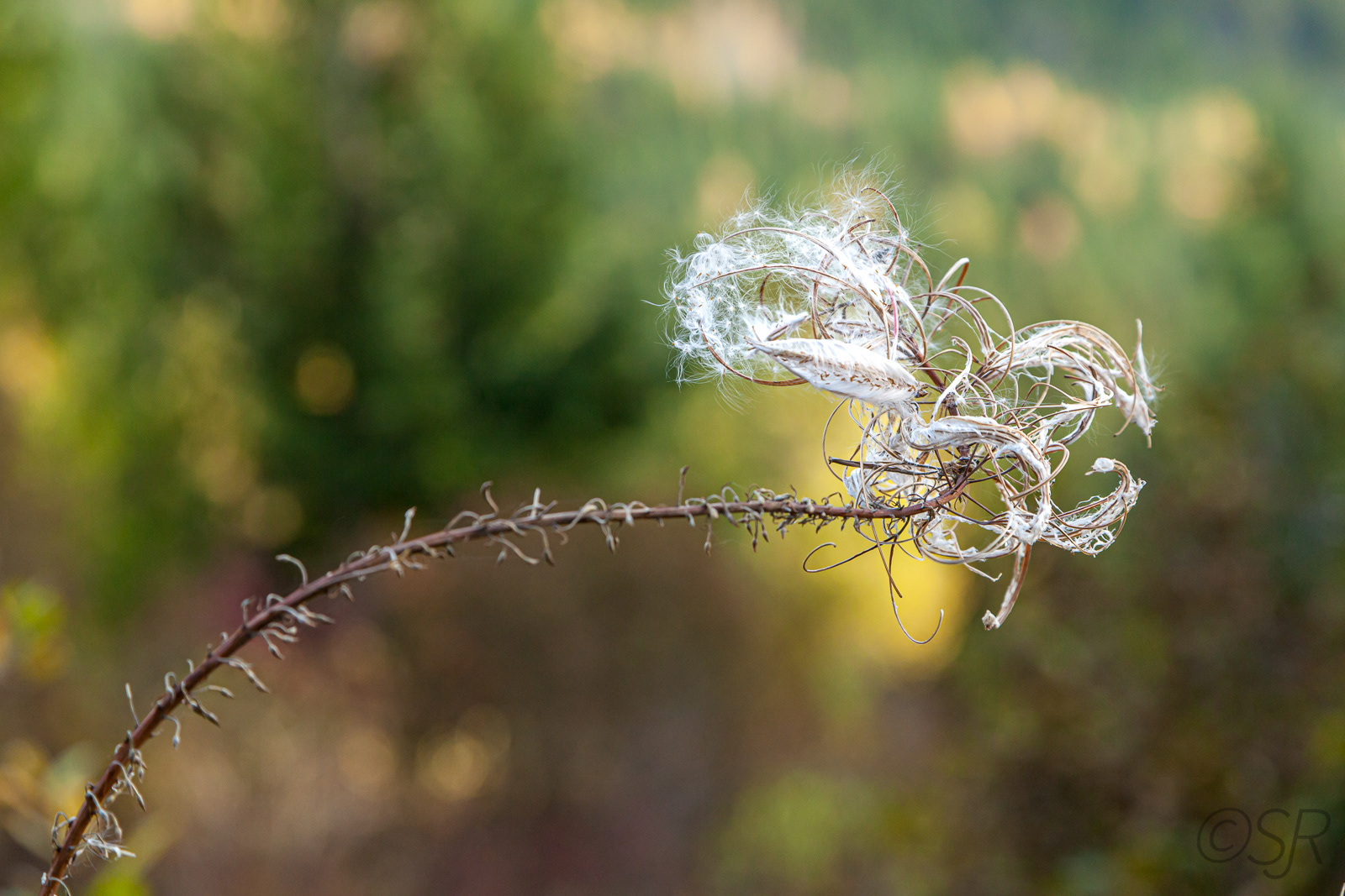 Lost Lake Trail, Whistler