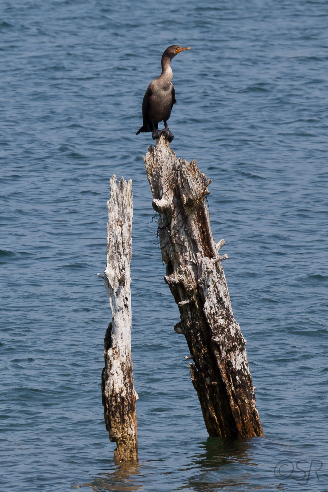 Triverton, Long Island, Digby Neck, NS