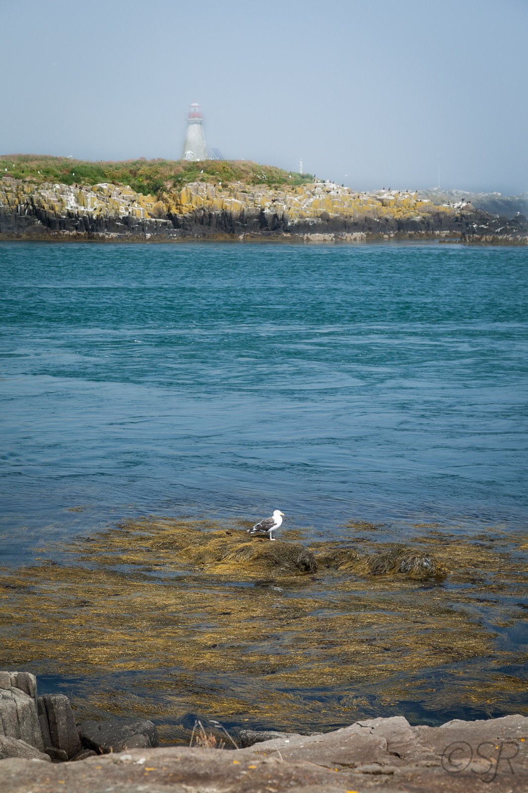 Peter's Island from Westport, Brier Island, Digby Neck, NS