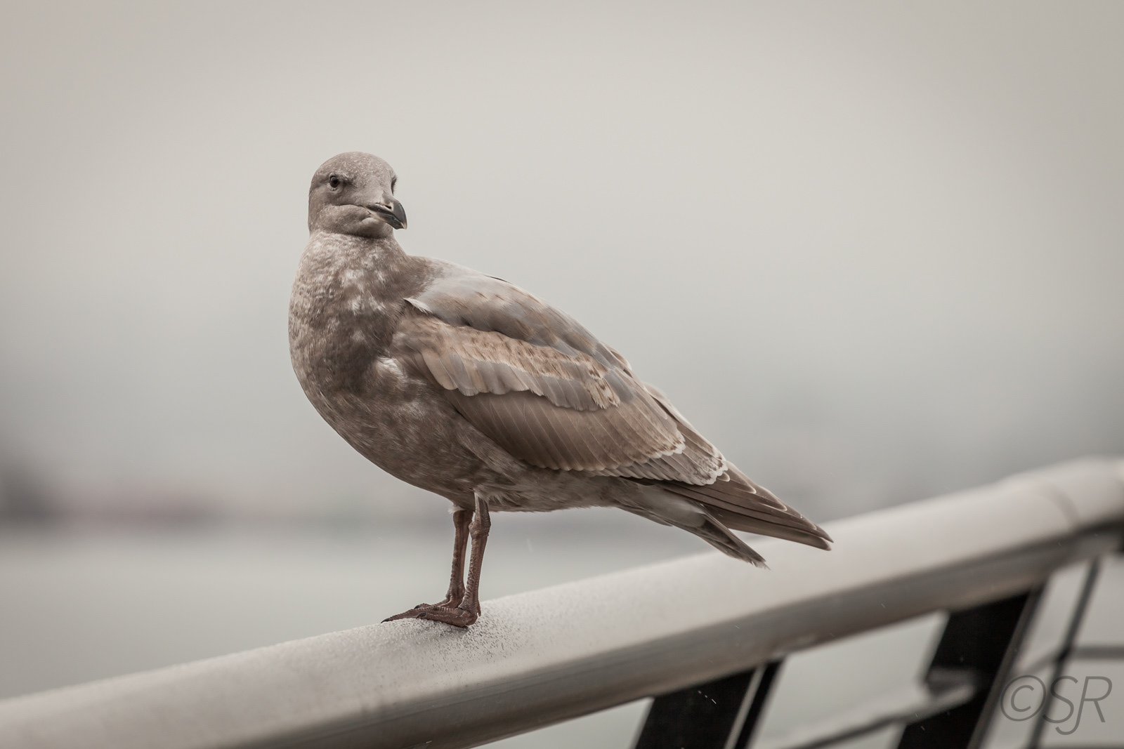 Feather Vancouver resident