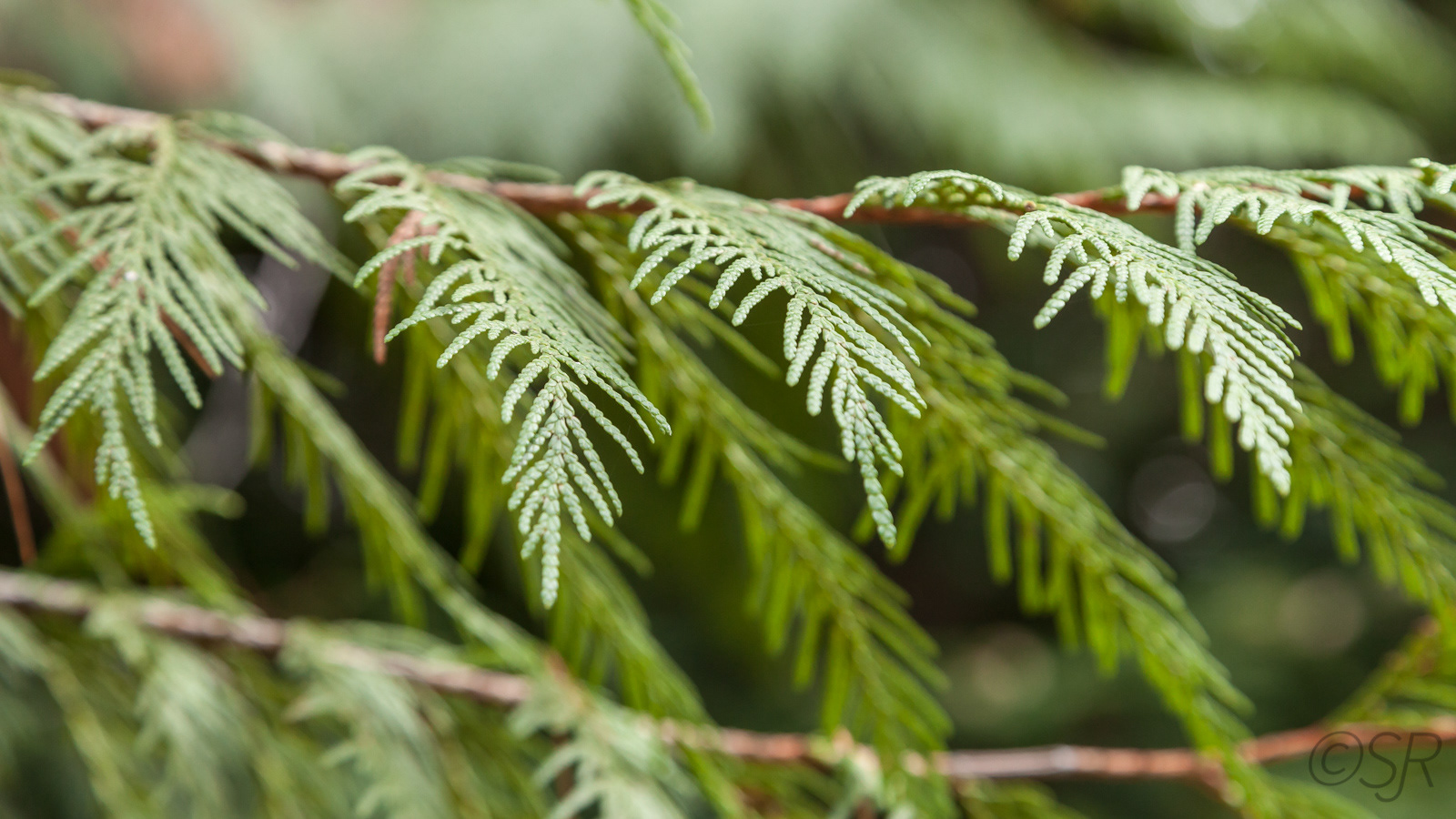Lost Lake Trail, Whistler