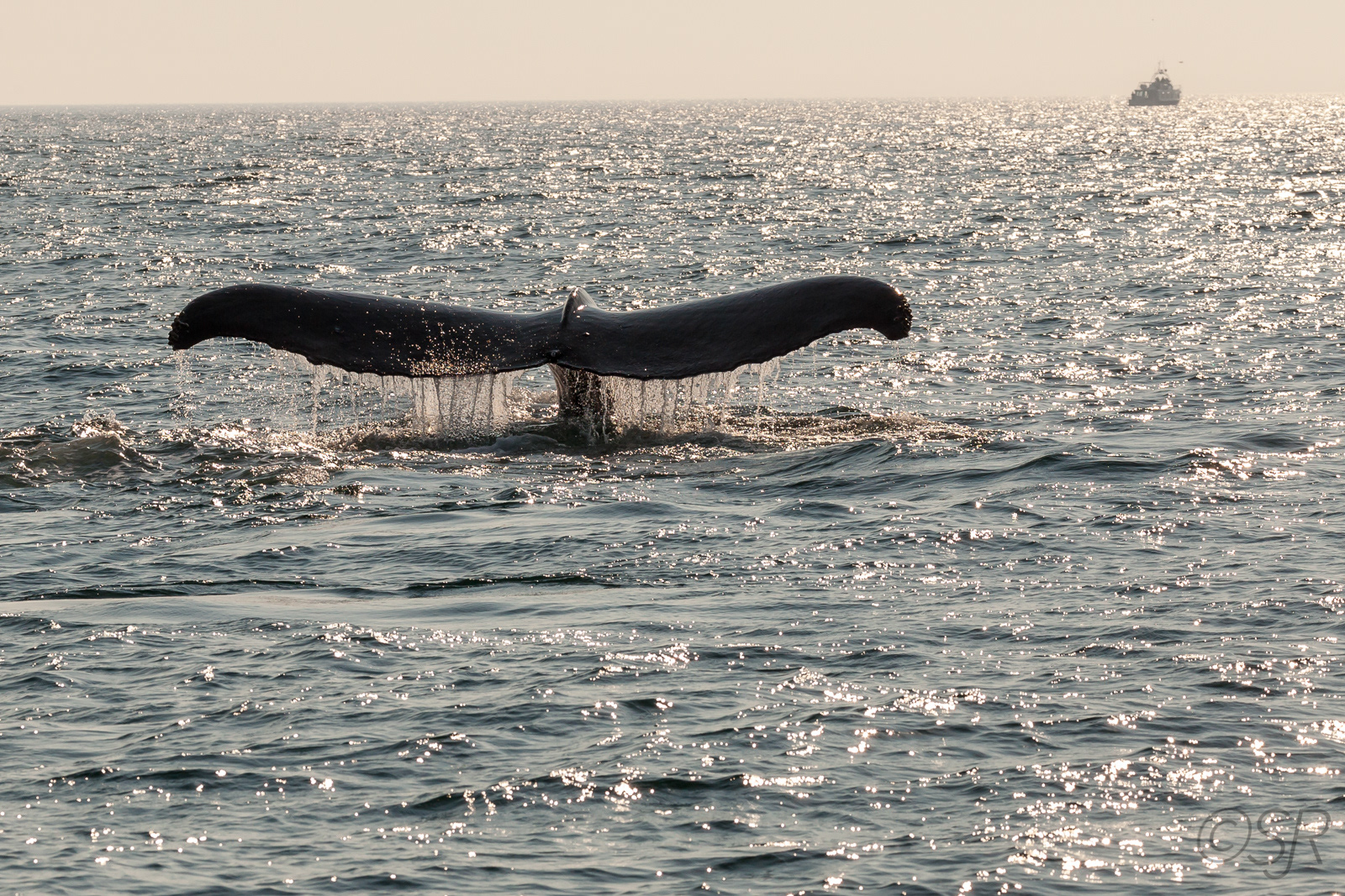 Whale watching in the Bay of Fundy