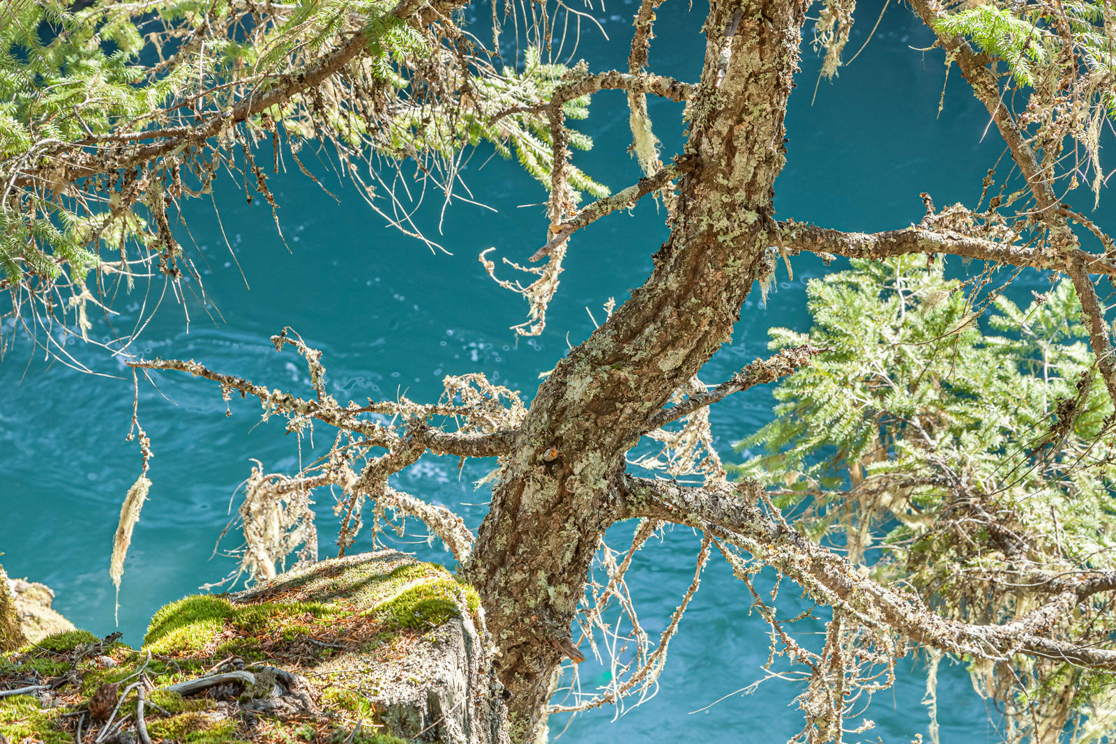 Lost Lake Trail, Whistler