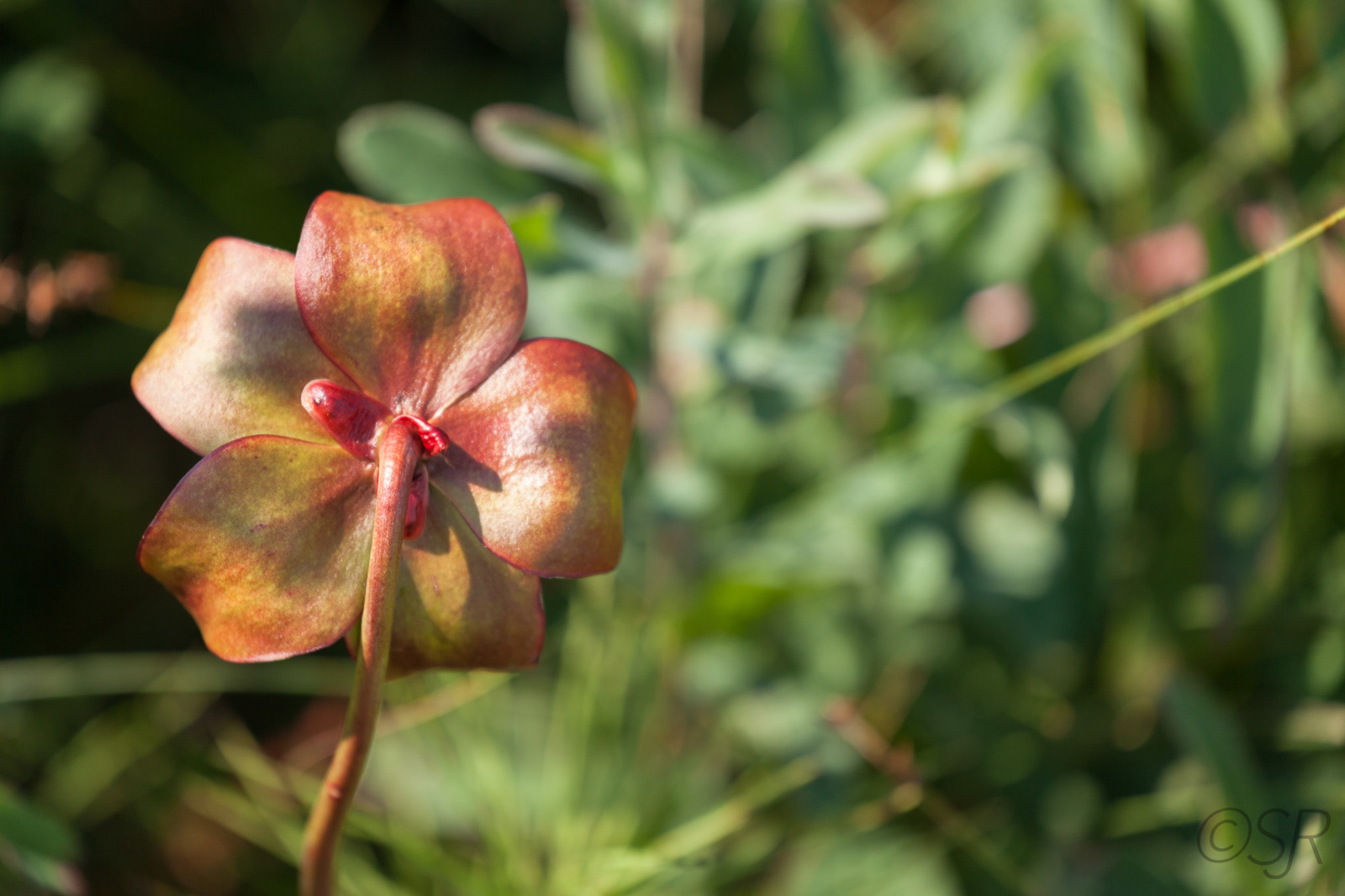 Bog Trail, Cape Breton Highlands National Park, Cabot Trail, NS