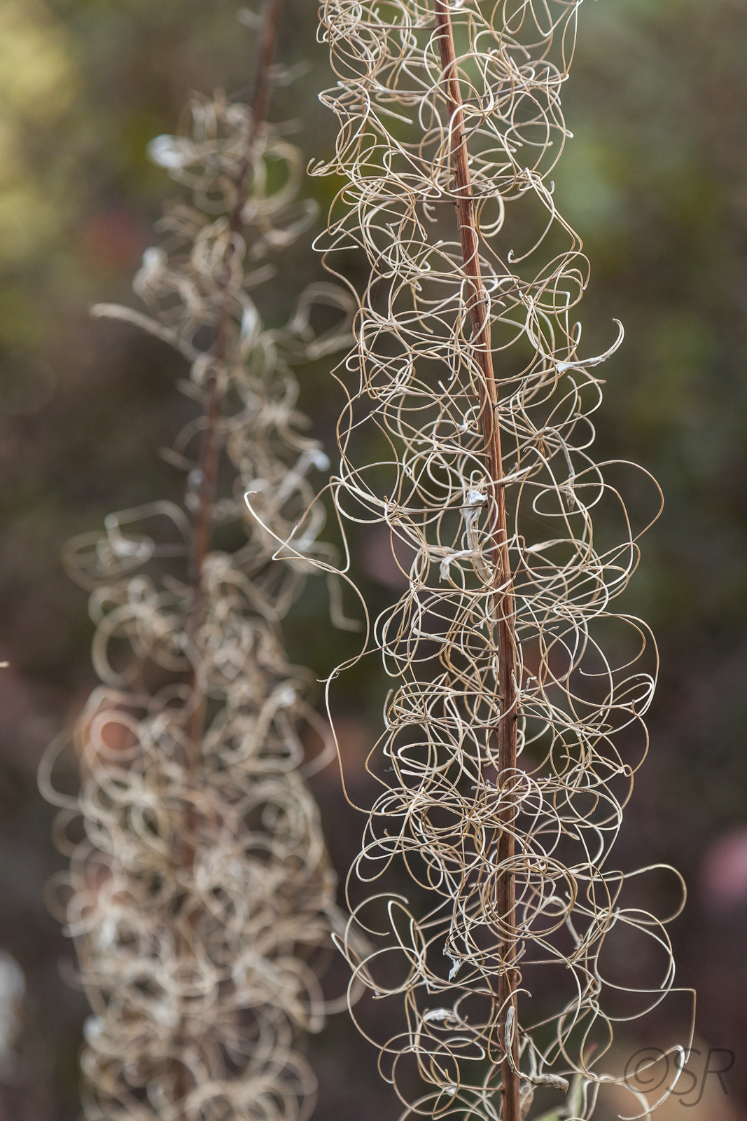 Lost Lake Trail, Whistler