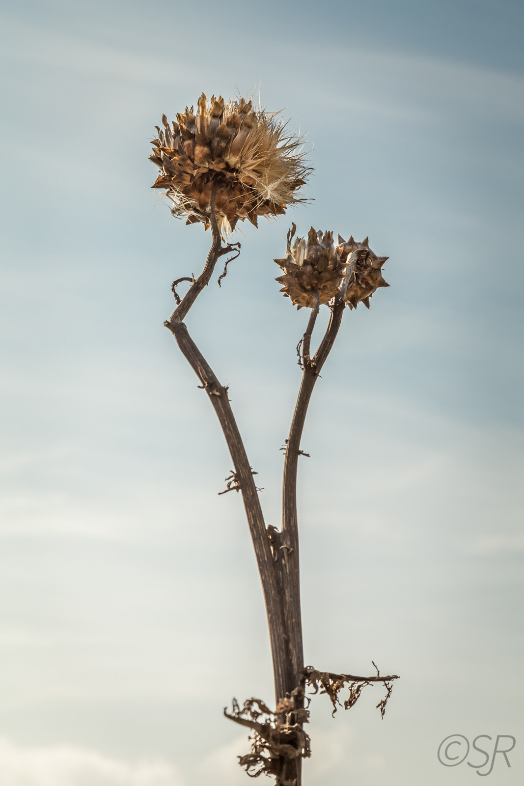 Along Sunset Beach, Vancouver, BC