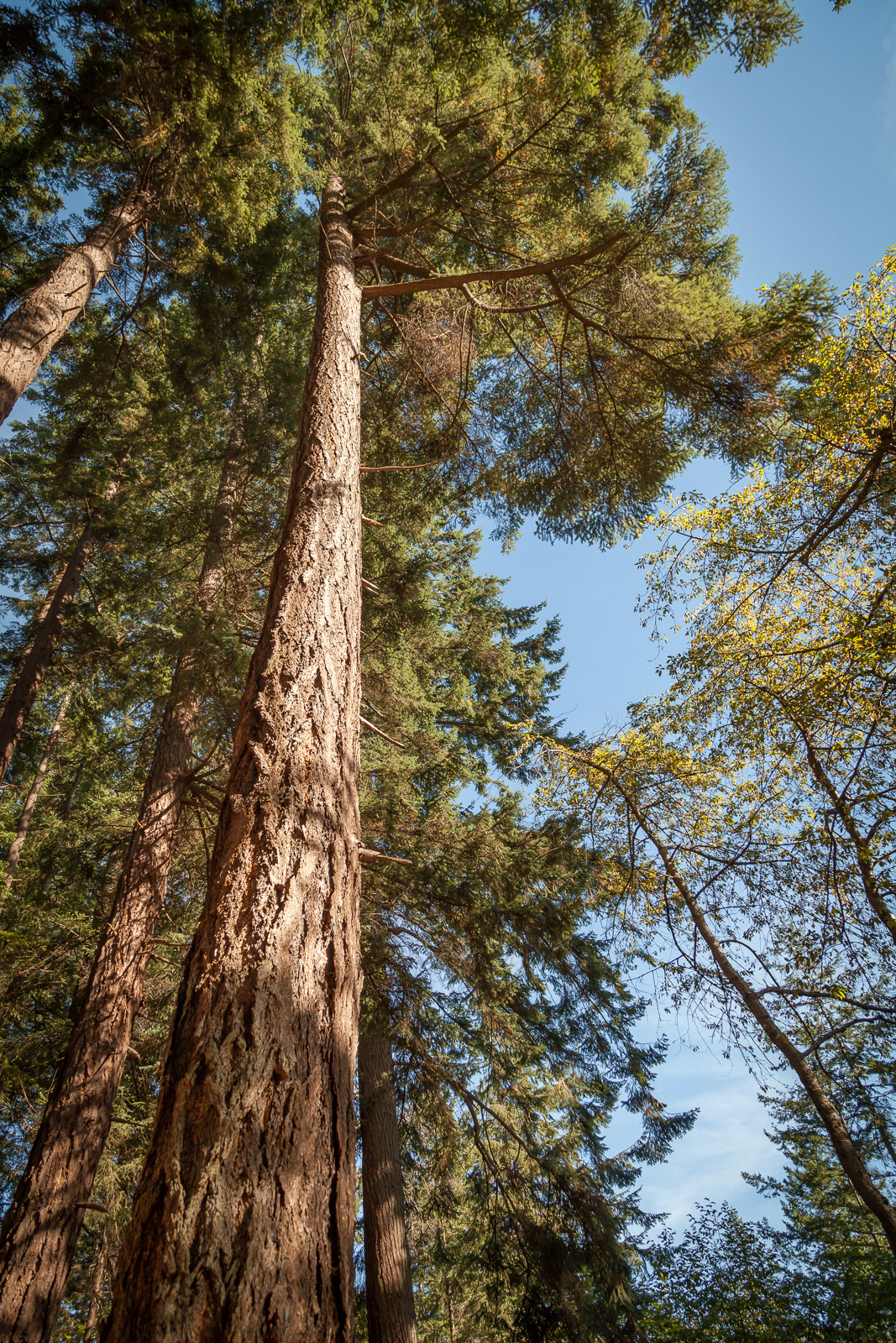 Lighthouse Park, West Vancouver