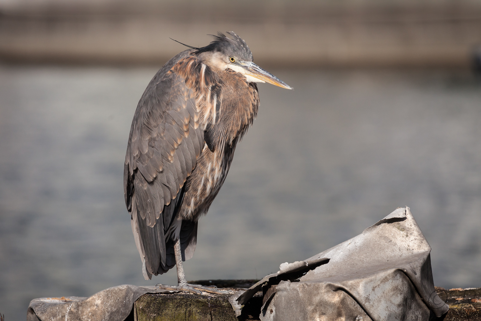 Heron, Granville Island, Vancouver, BC