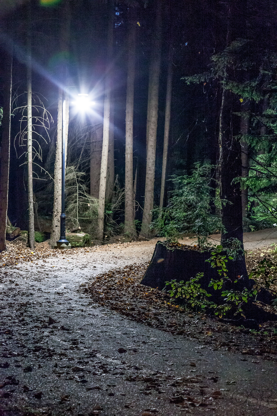 Lost Lake Trail, Whistler