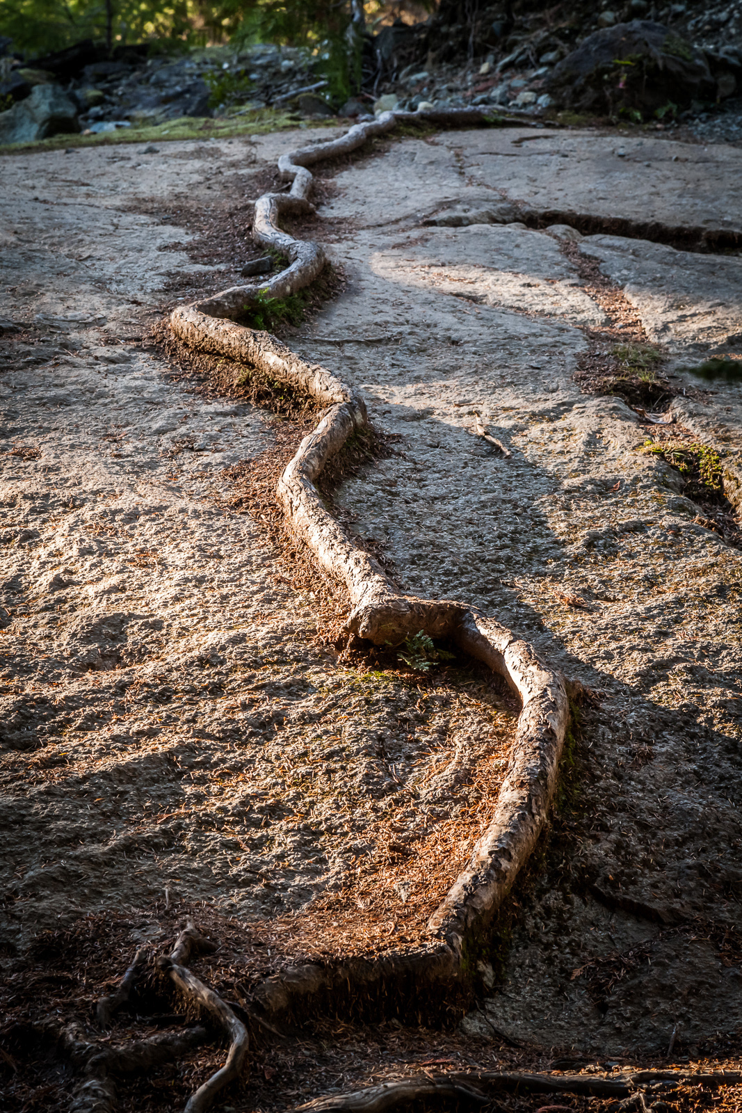 Lost Lake Trail, Whistler