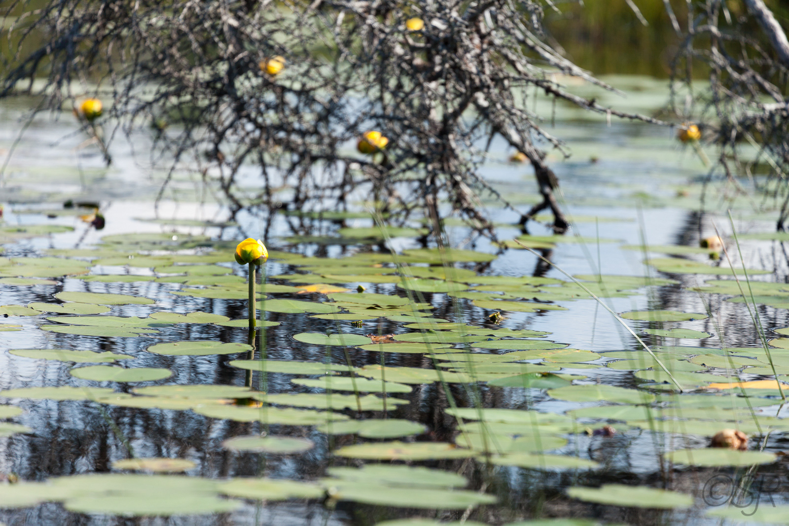 Bog Trail, Cape Breton Highlands National Park, Cabot Trail, NS