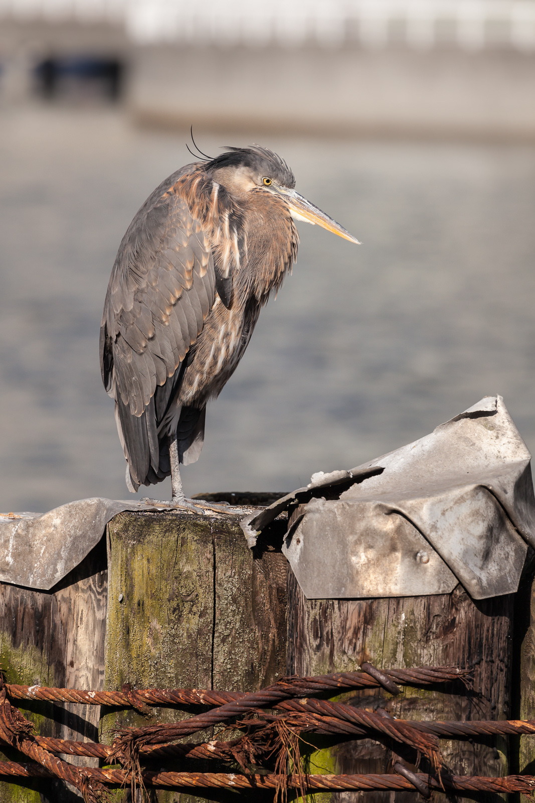 Heron, Granville Island, Vancouver, BC