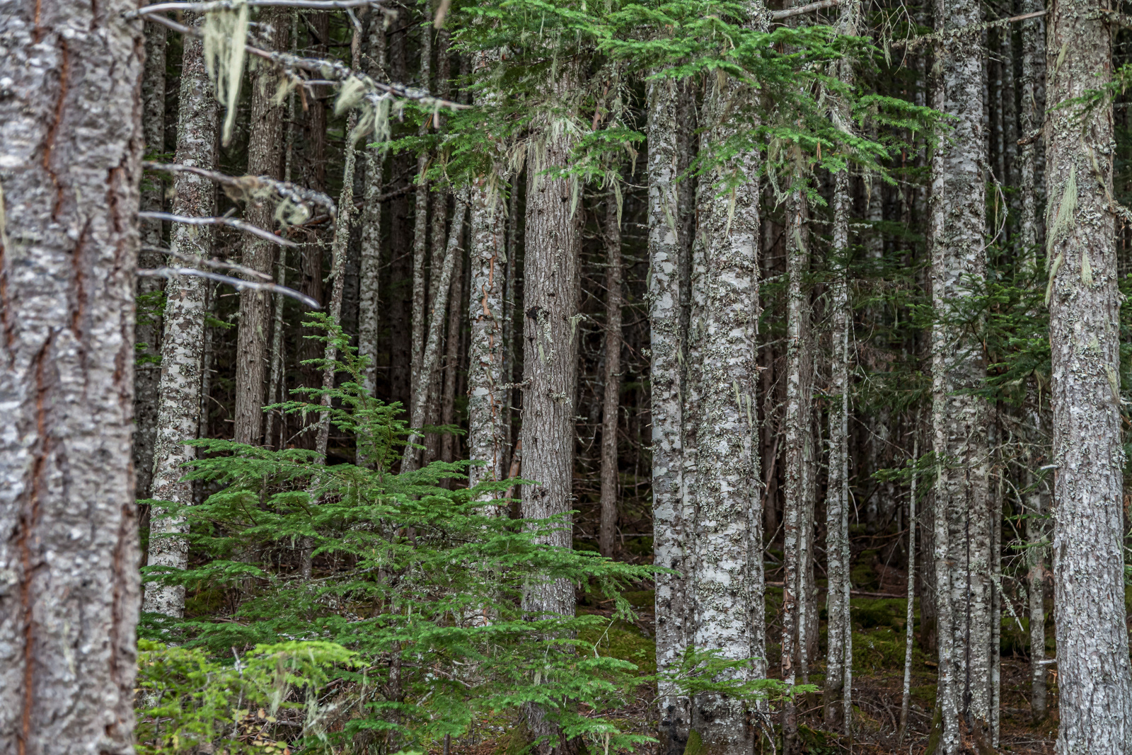Lost Lake Trail, Whistler