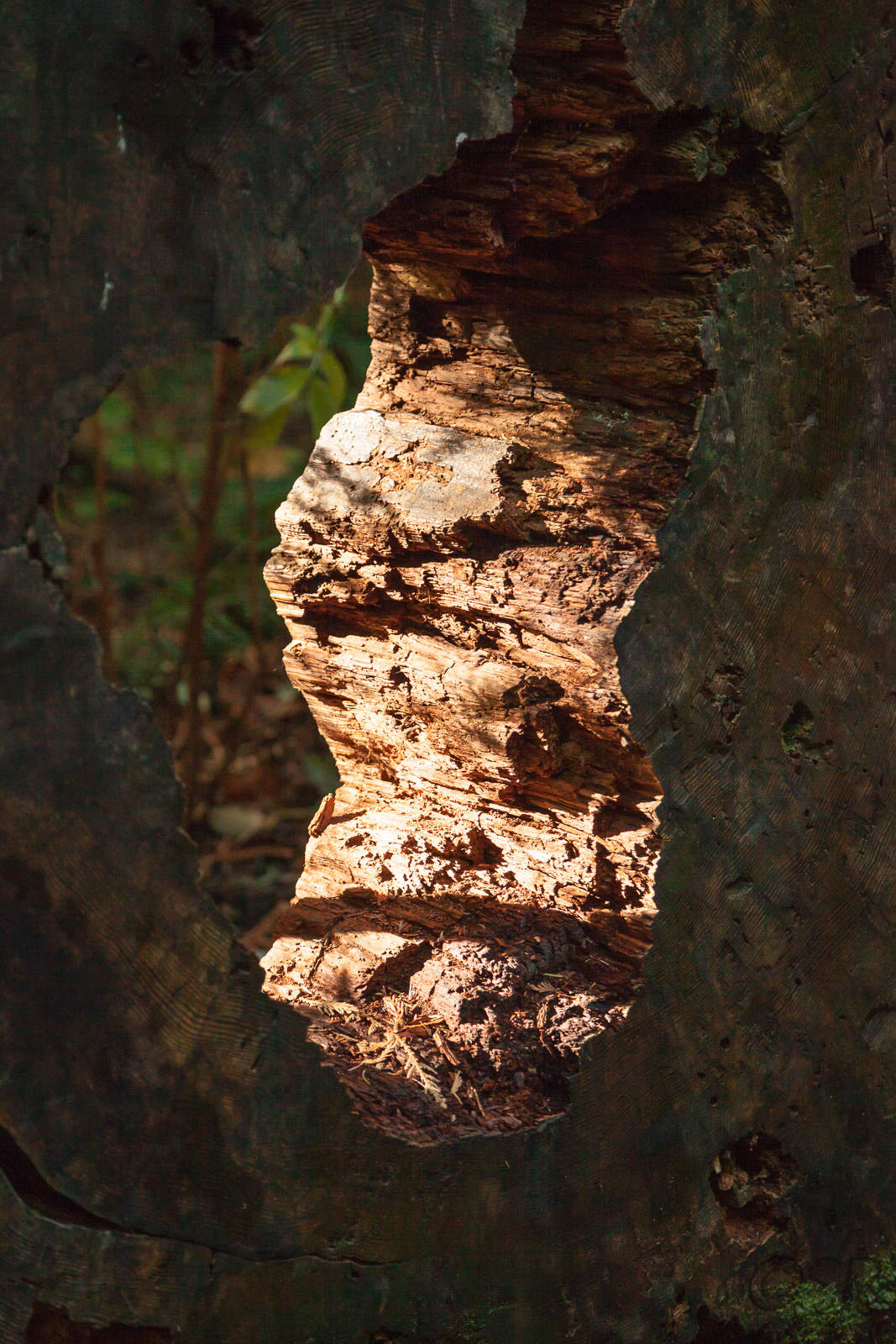 Lighthouse Park, West Vancouver