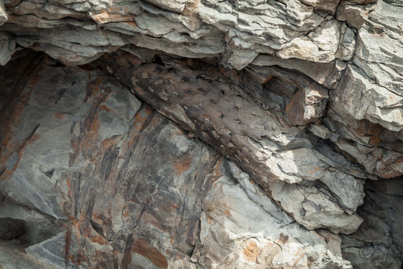 Joggins Fossil Cliffs, NS