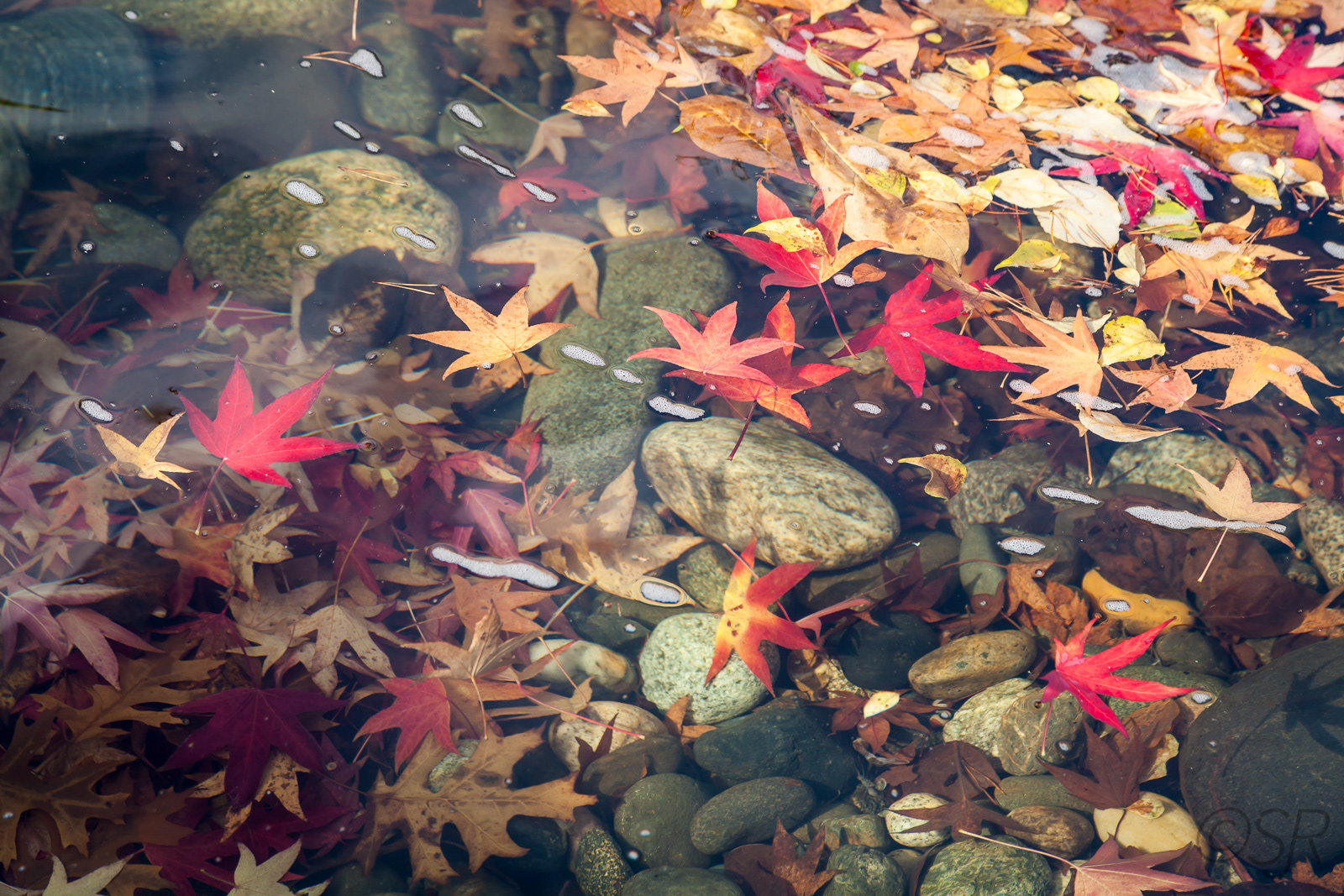 Autumn colours in Vancouver, BC