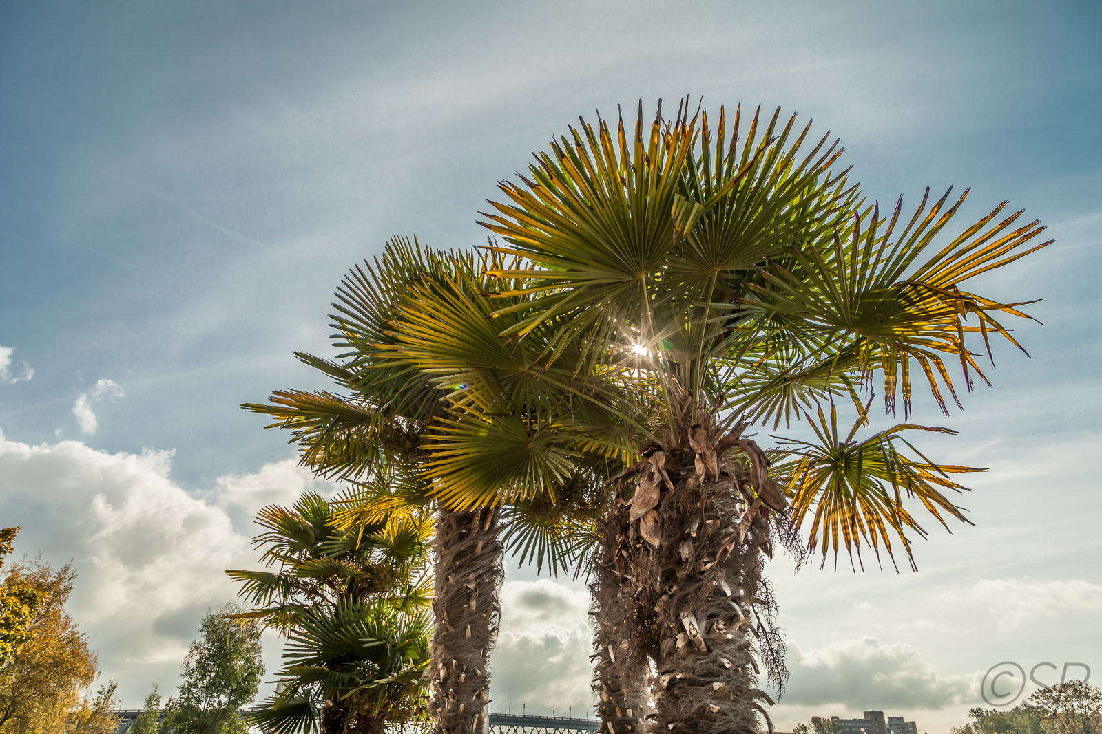Along Sunset Beach, Vancouver, BC
