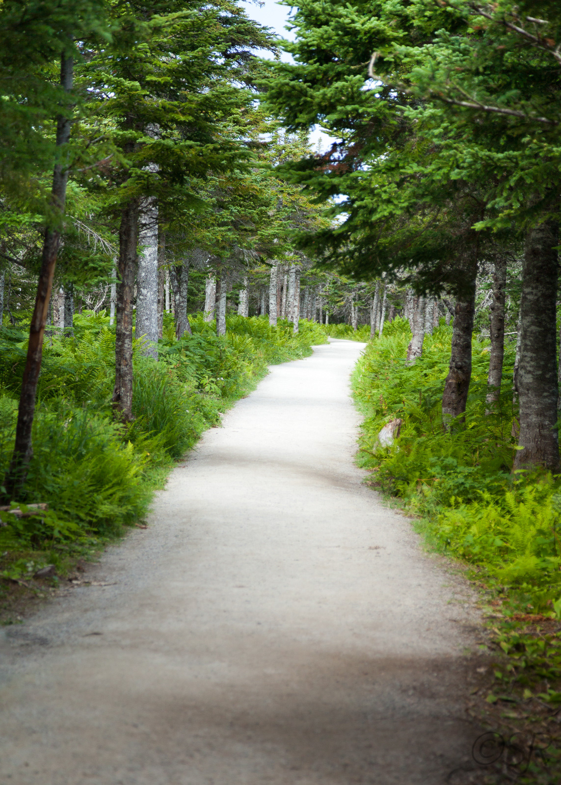Skyline Trail, Cape Breton Highlands National Park, Cabot Trail, NS