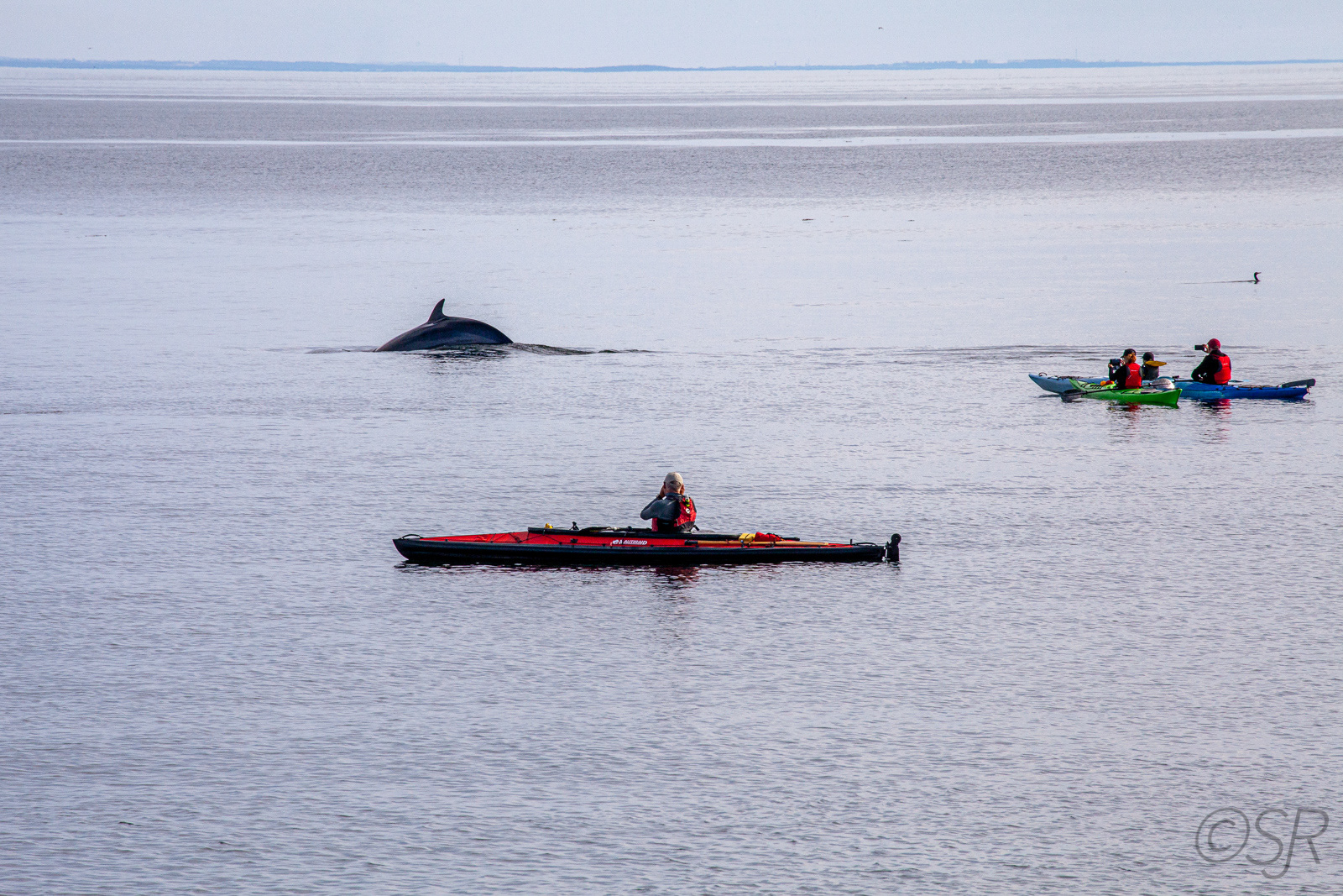 Whale Watching at Cap-de-Bon-Désir, Quebec