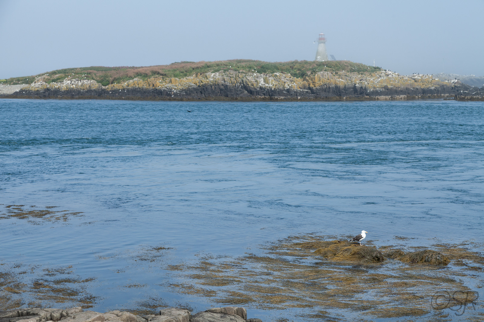 Peter's Island from Westport, Brier Island, Digby Neck, NS