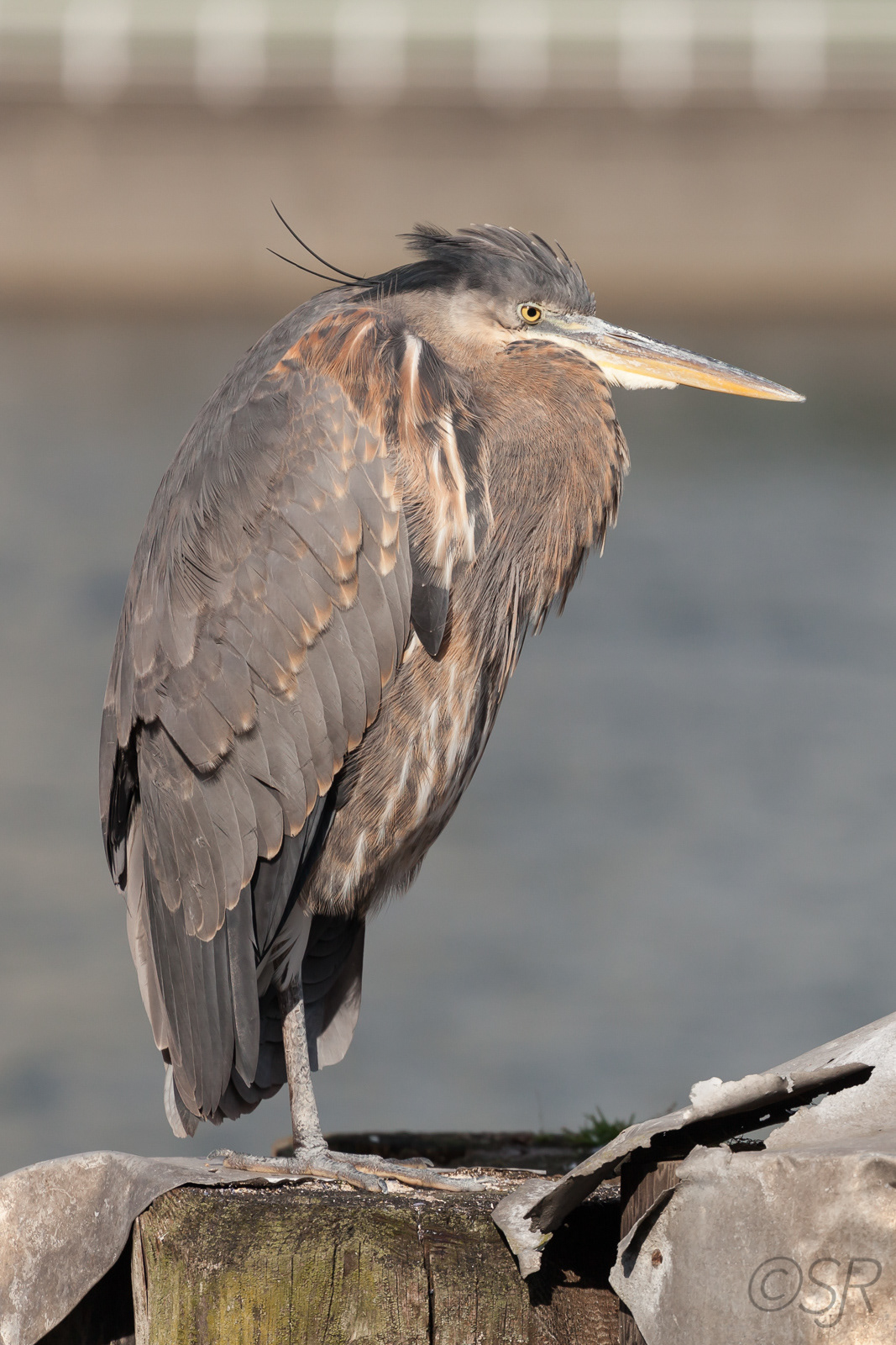 Heron, Granville Island, Vancouver, BC