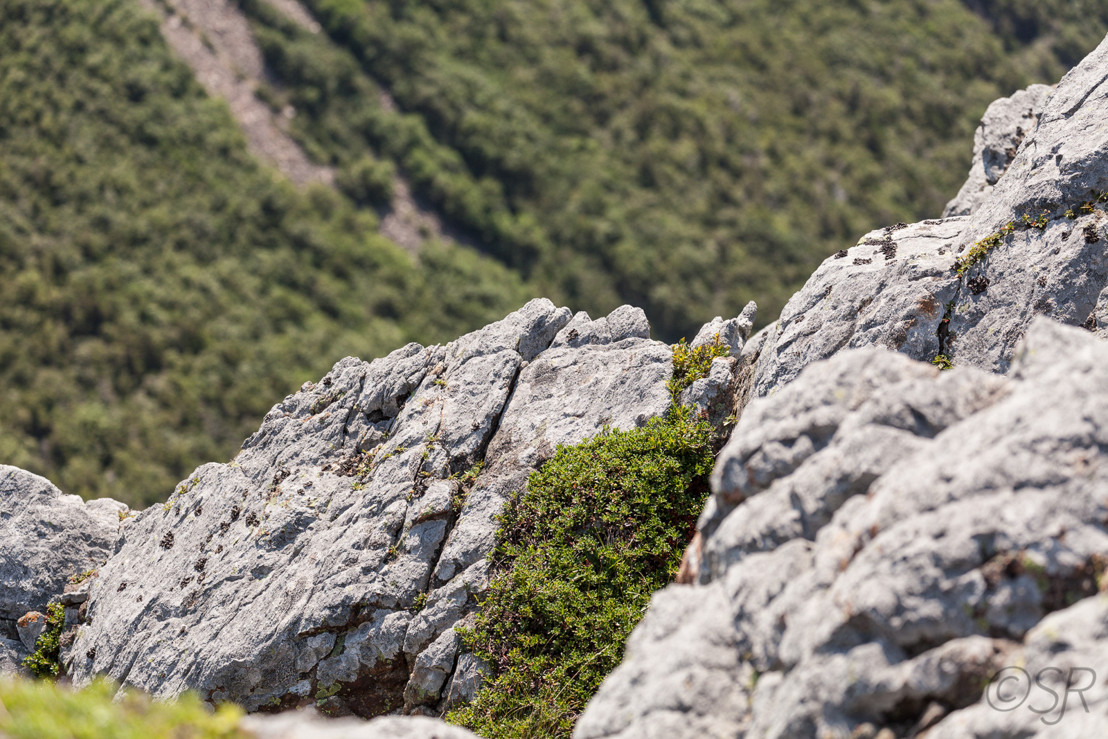 From the top of the Skyline Trail, Cape Breton Highlands National Park, Cabot Trail, NS