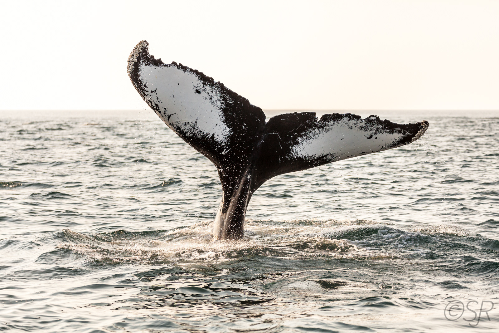 Whale watching in the Bay of Fundy