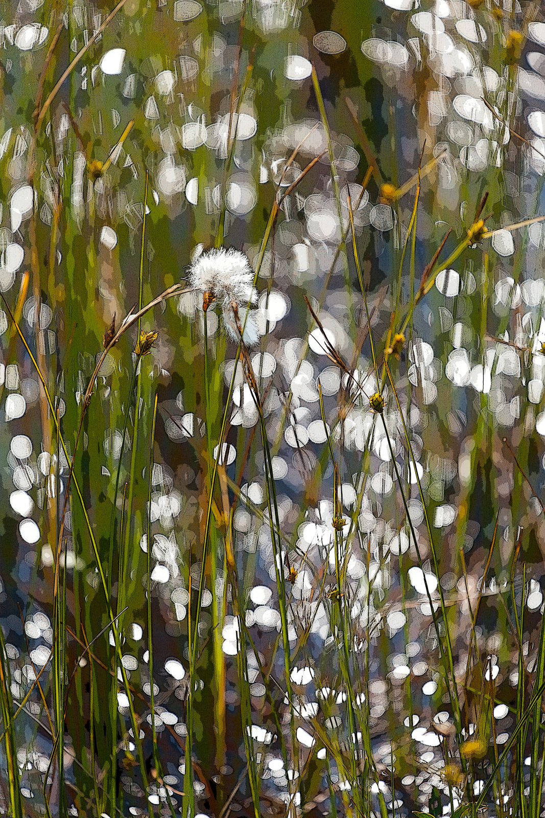 Bog Trail, Cape Breton Highlands National Park, Cabot Trail, NS