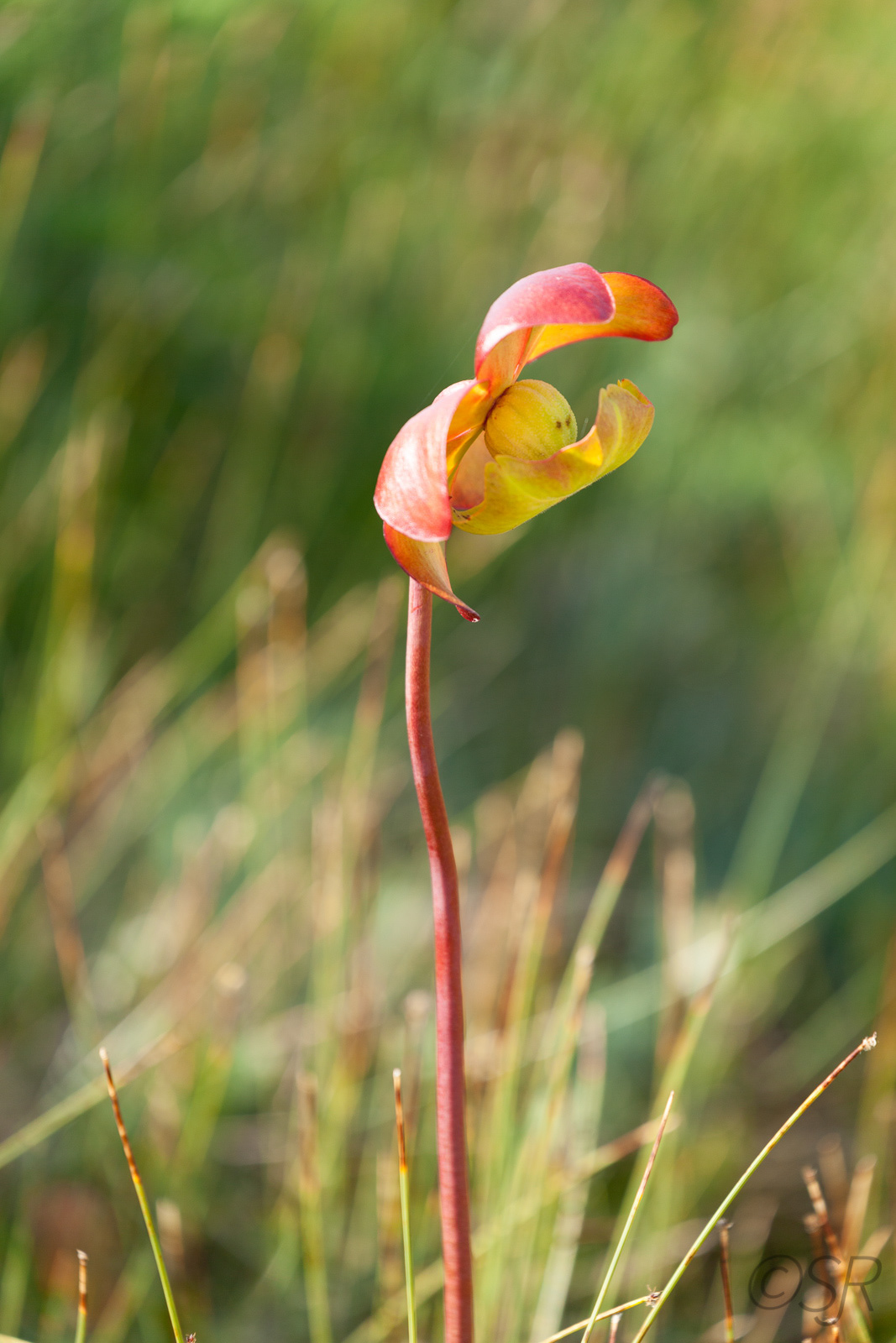 Bog Trail, Cape Breton Highlands National Park, Cabot Trail, NS